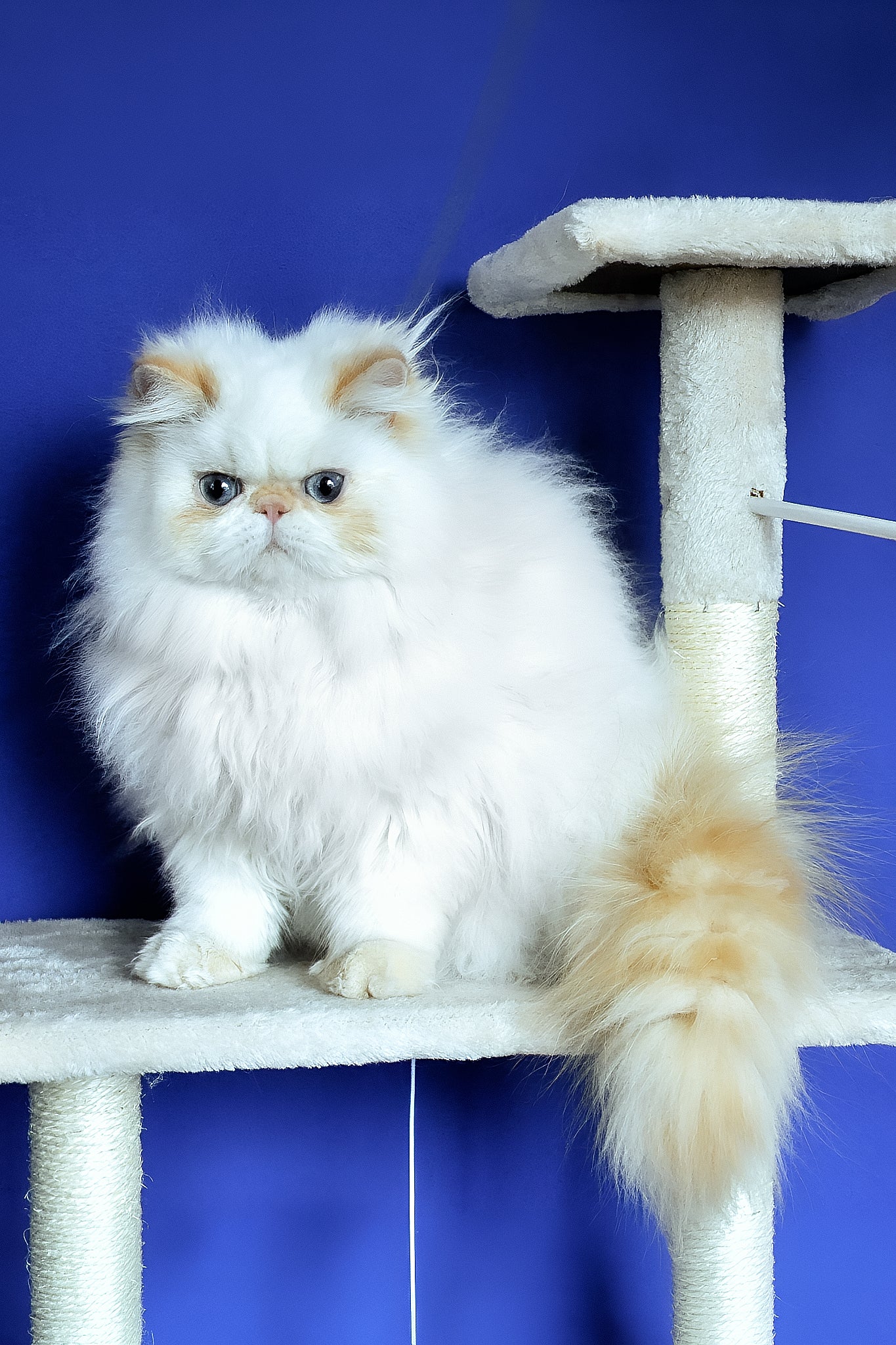 Milo | Persian Kitten - Image 4