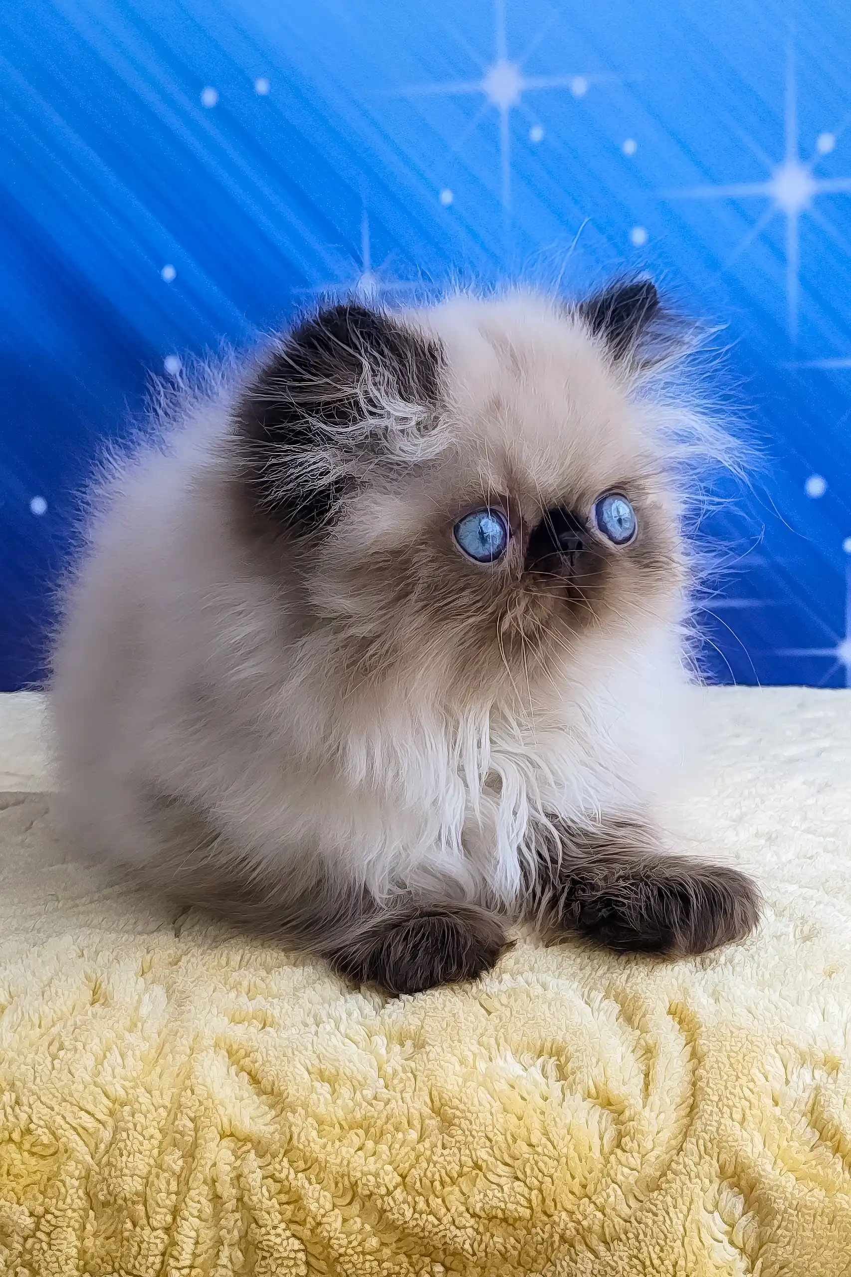 Nolan | Persian Kitten - Image 10