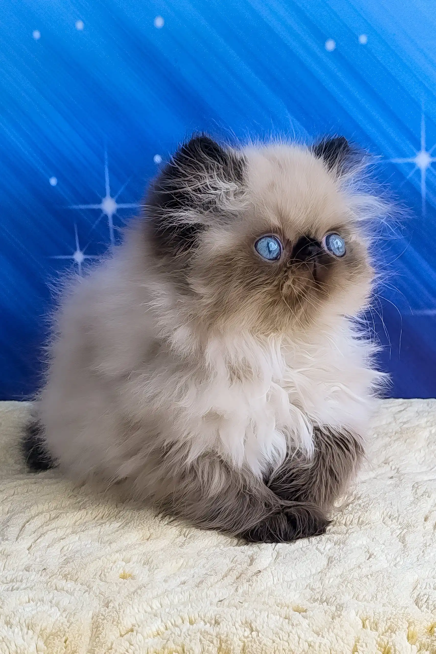 Nolan | Persian Kitten - Image 7
