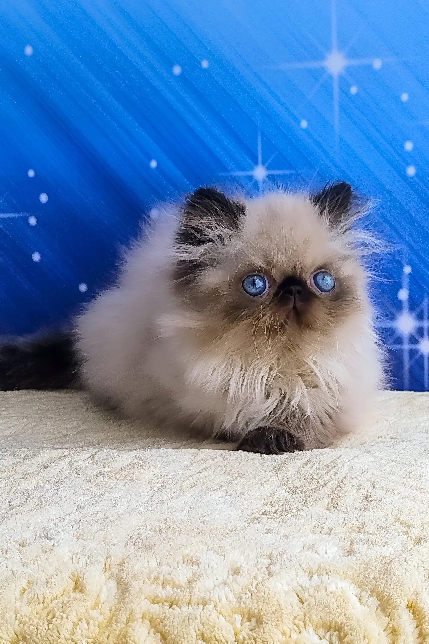 Nolan | Persian Kitten - Image 9