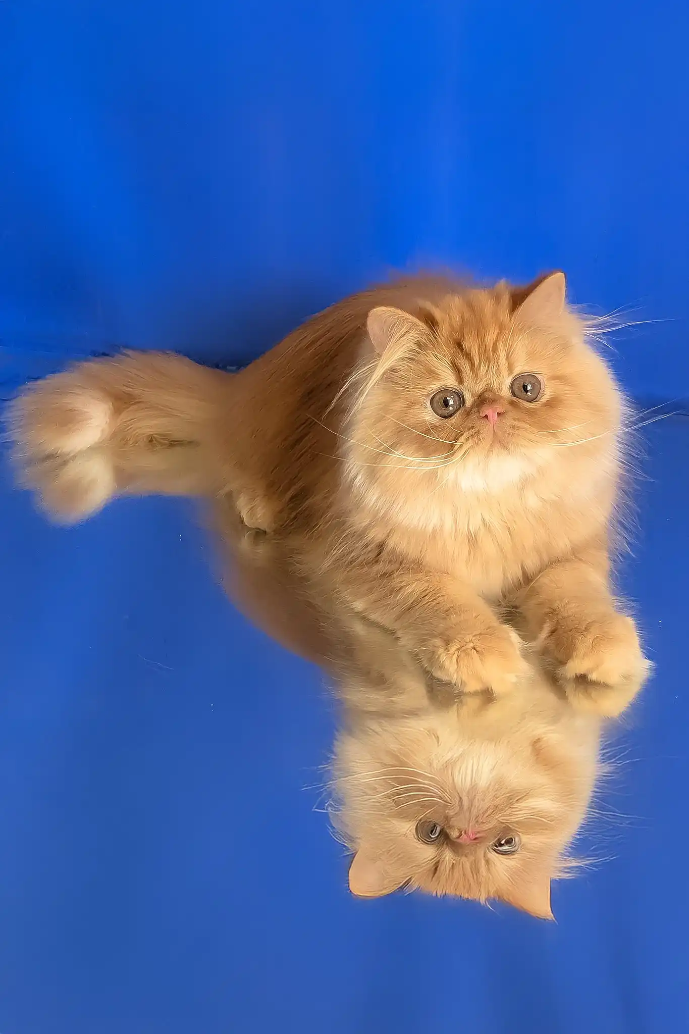 Smurfik | Persian Kitten - Image 2