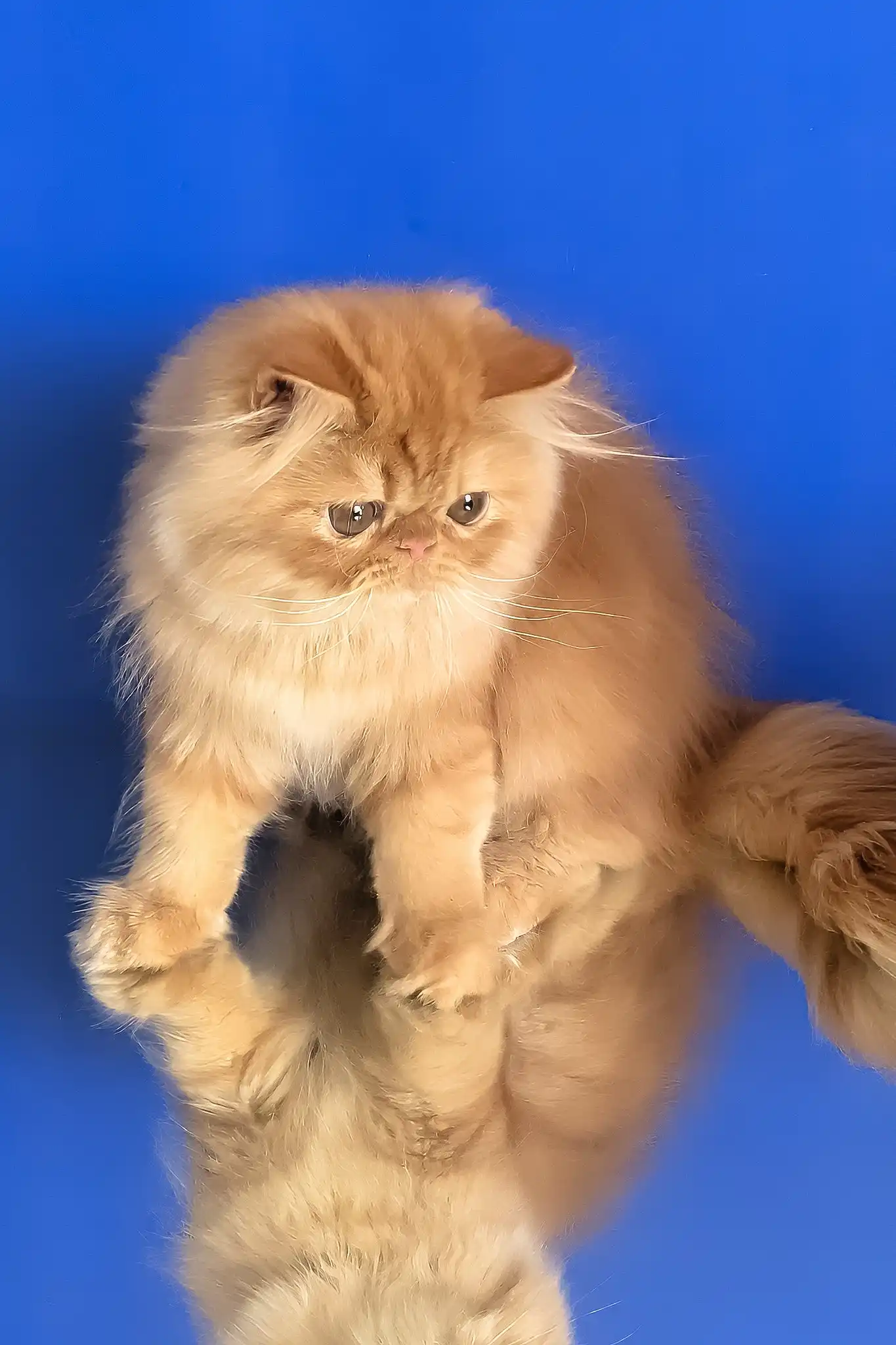 Smurfik | Persian Kitten - Image 4