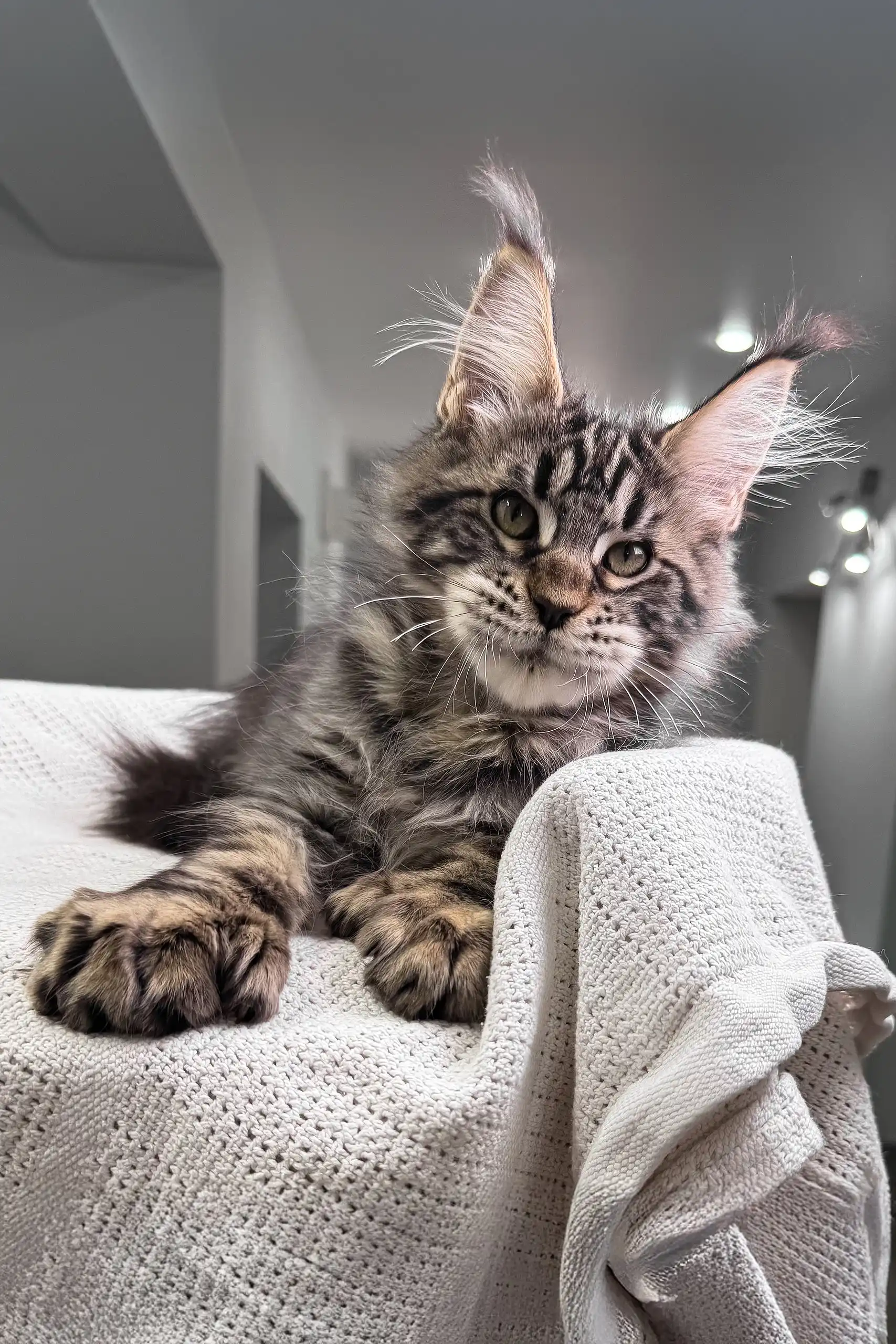 Hansom | Polydactyl Maine Coon - Image 6