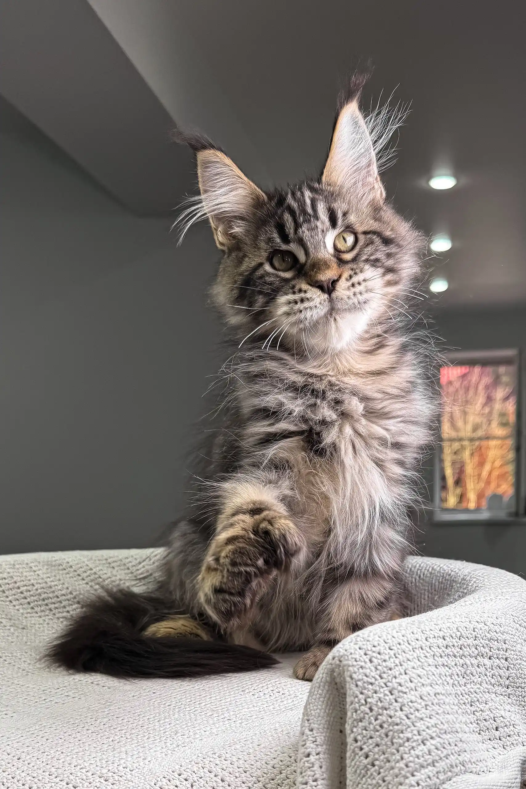 Hansom | Polydactyl Maine Coon - Image 9