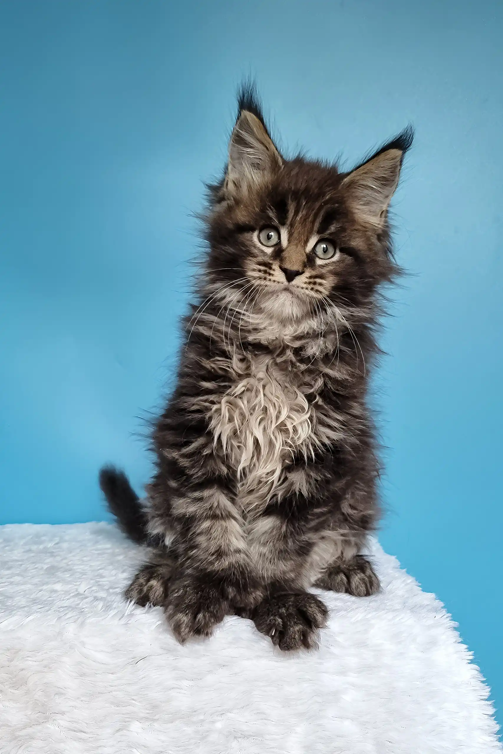 Jan | Polydactyl Maine Coon - Image 2