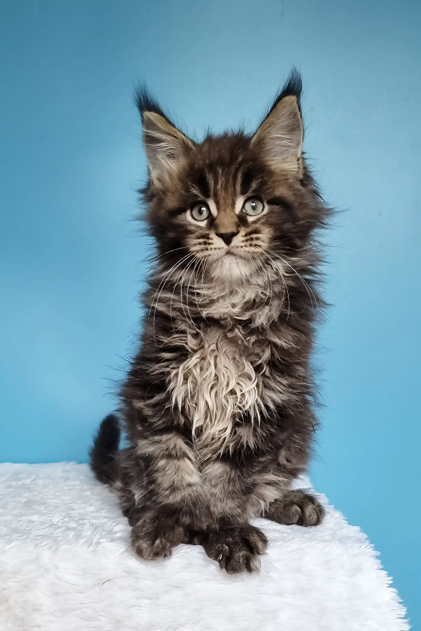 Jan | Polydactyl Maine Coon - Image 5