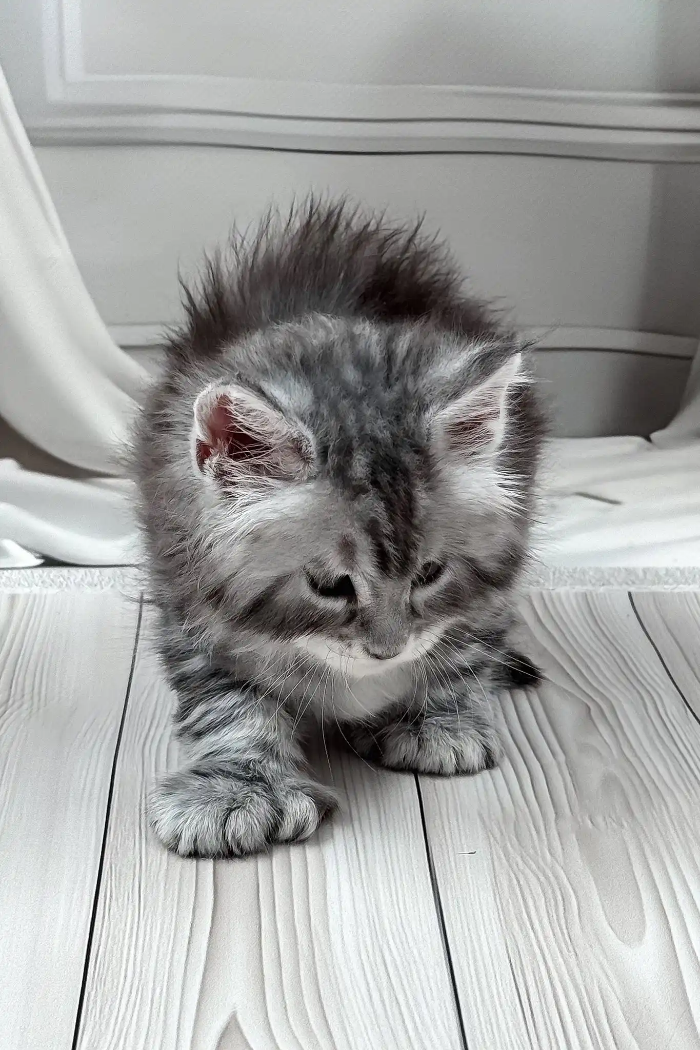 Jango | Polydactyl Maine Coon - Image 5