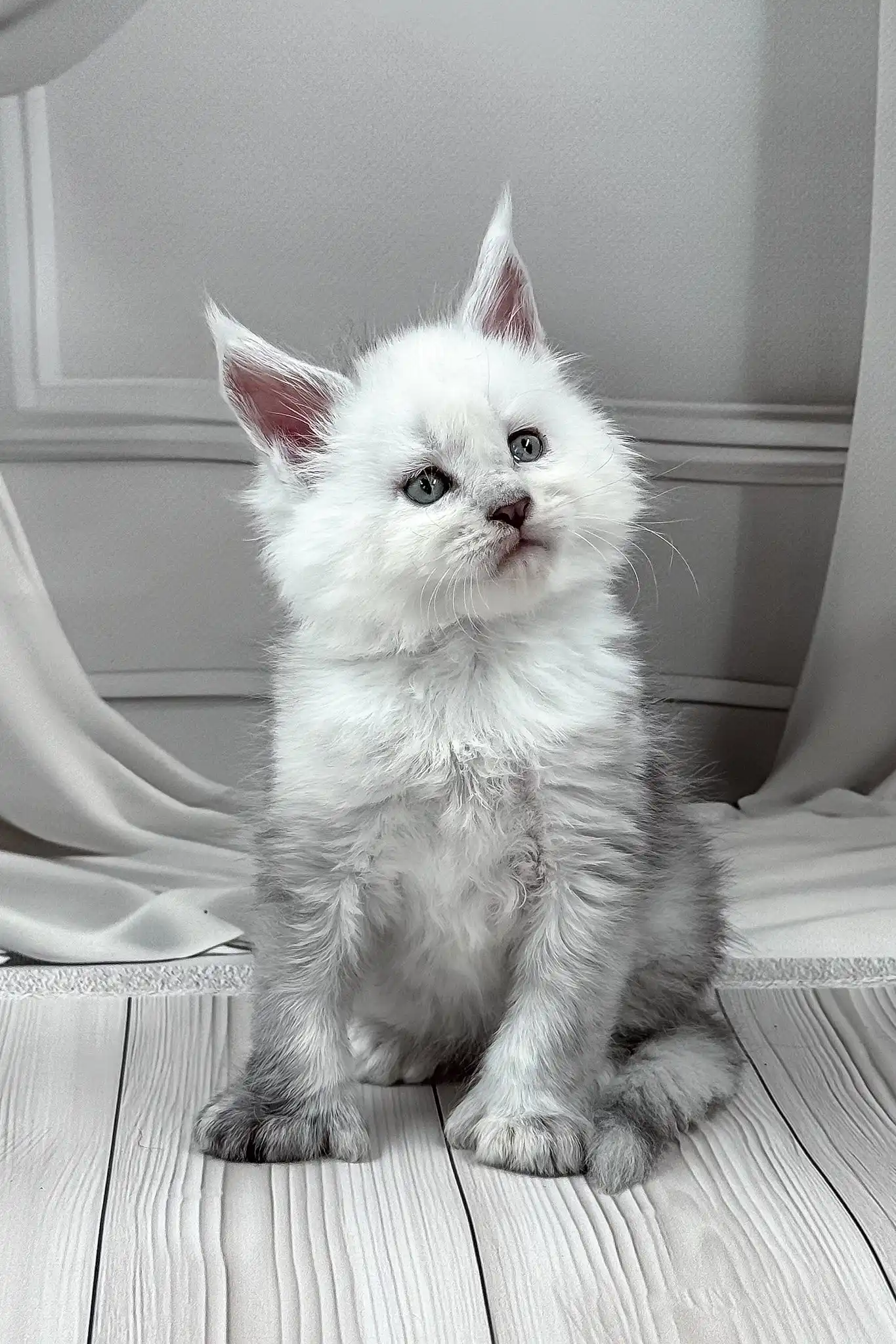 Jasim | Polydactyl Maine Coon - Image 2