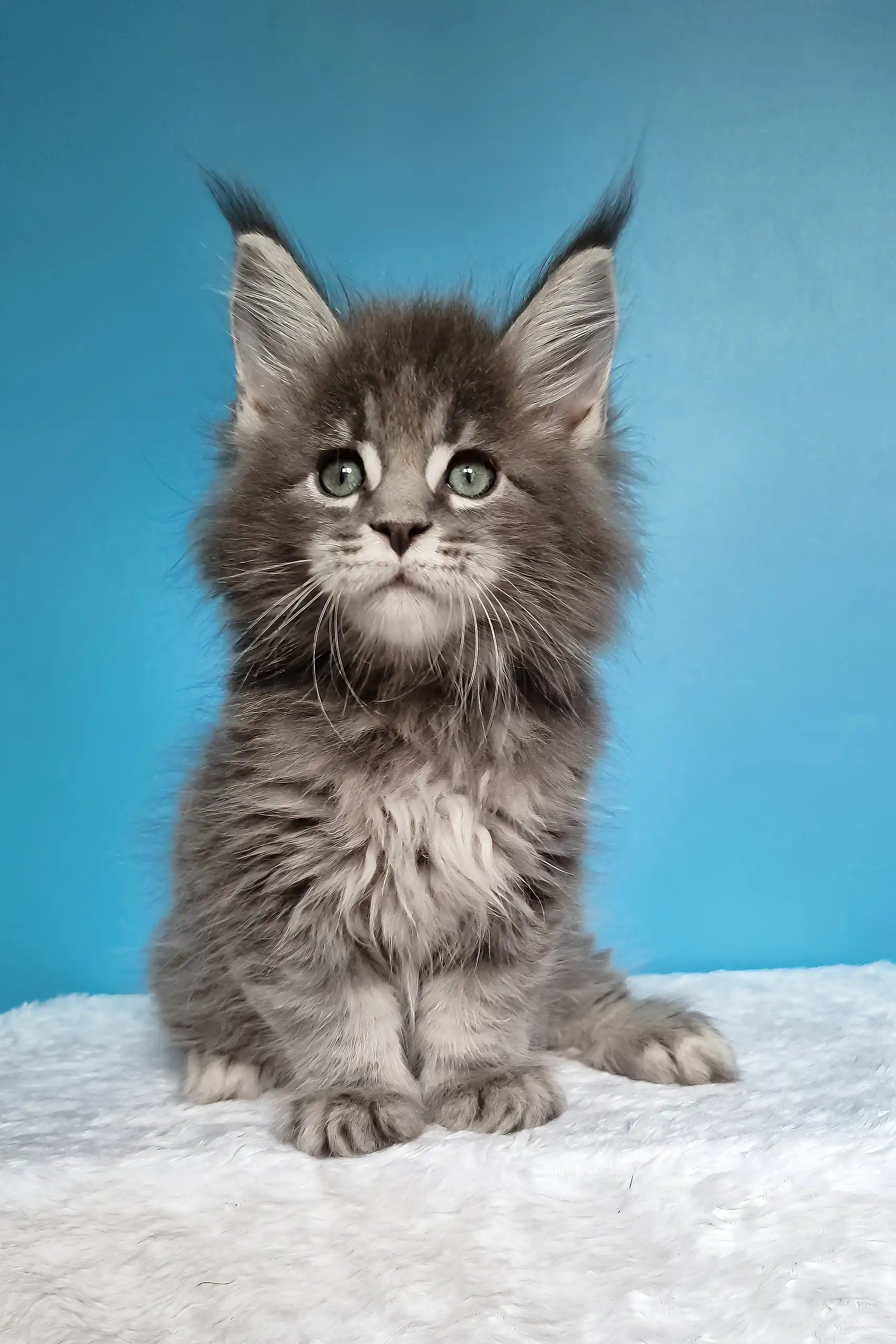 Jemir | Polydactyl Maine Coon - Image 7