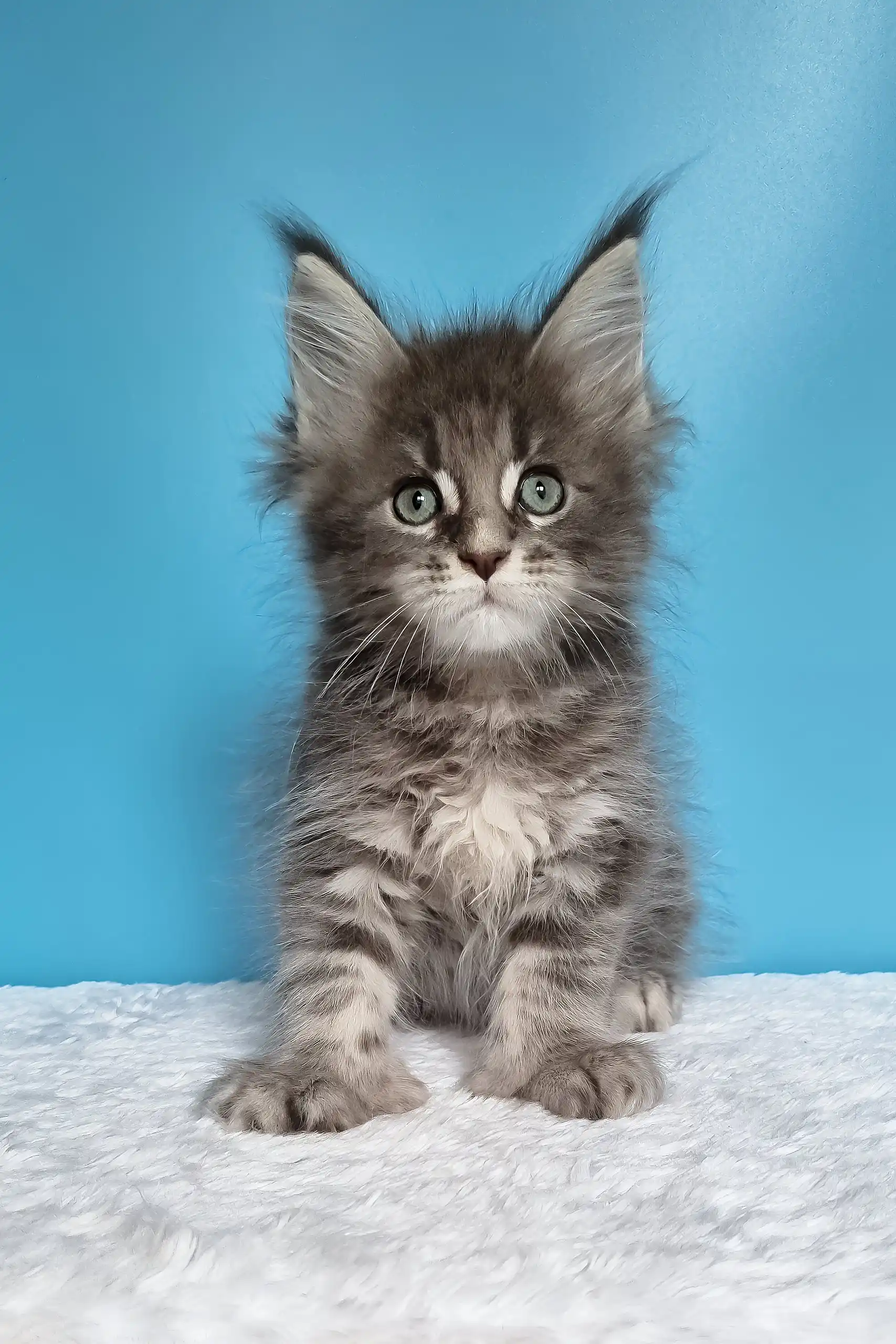 Jora | Polydactyl Maine Coon - Image 2
