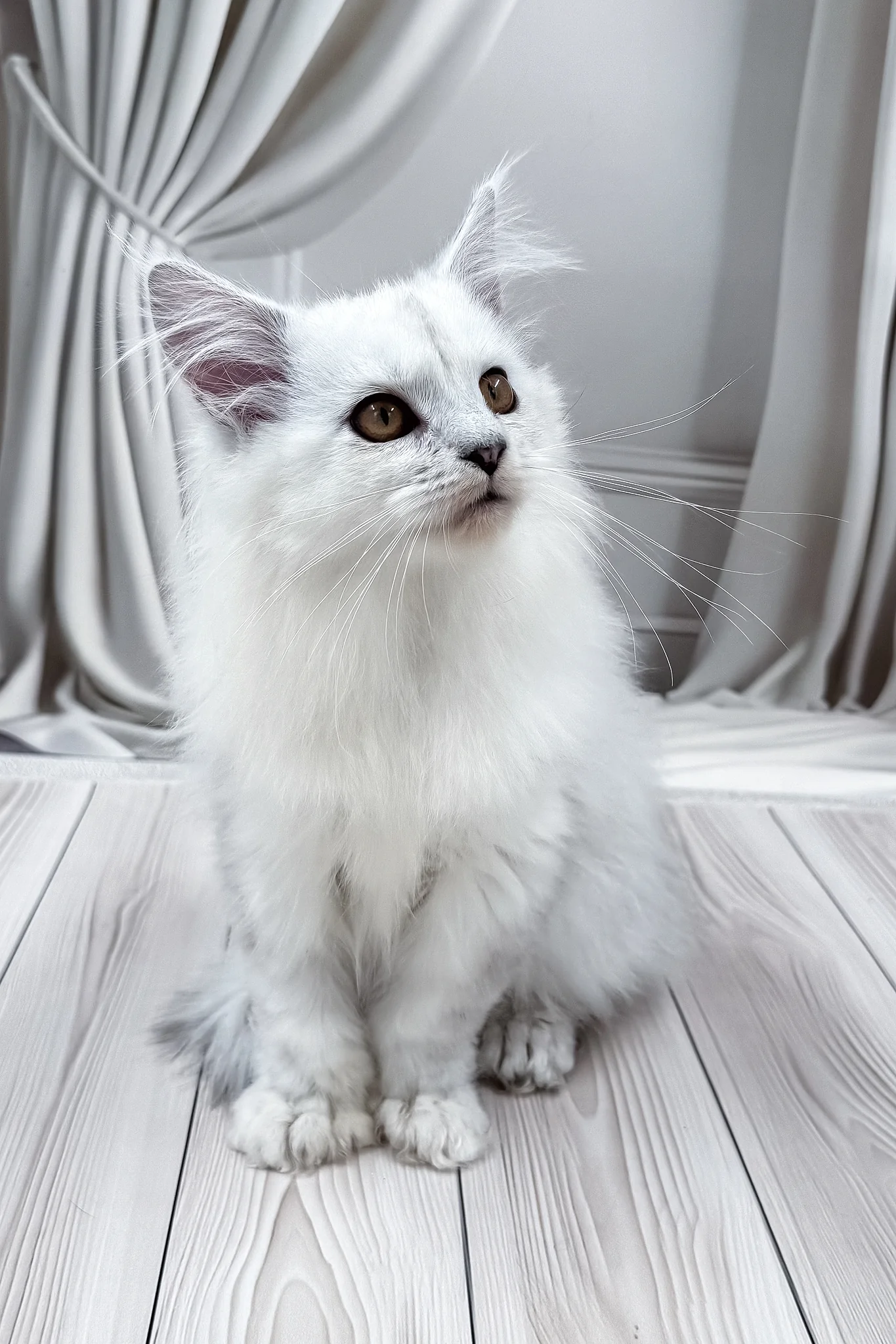 Ambasador | Polydactyl Maine Coon Kitten - Image 2
