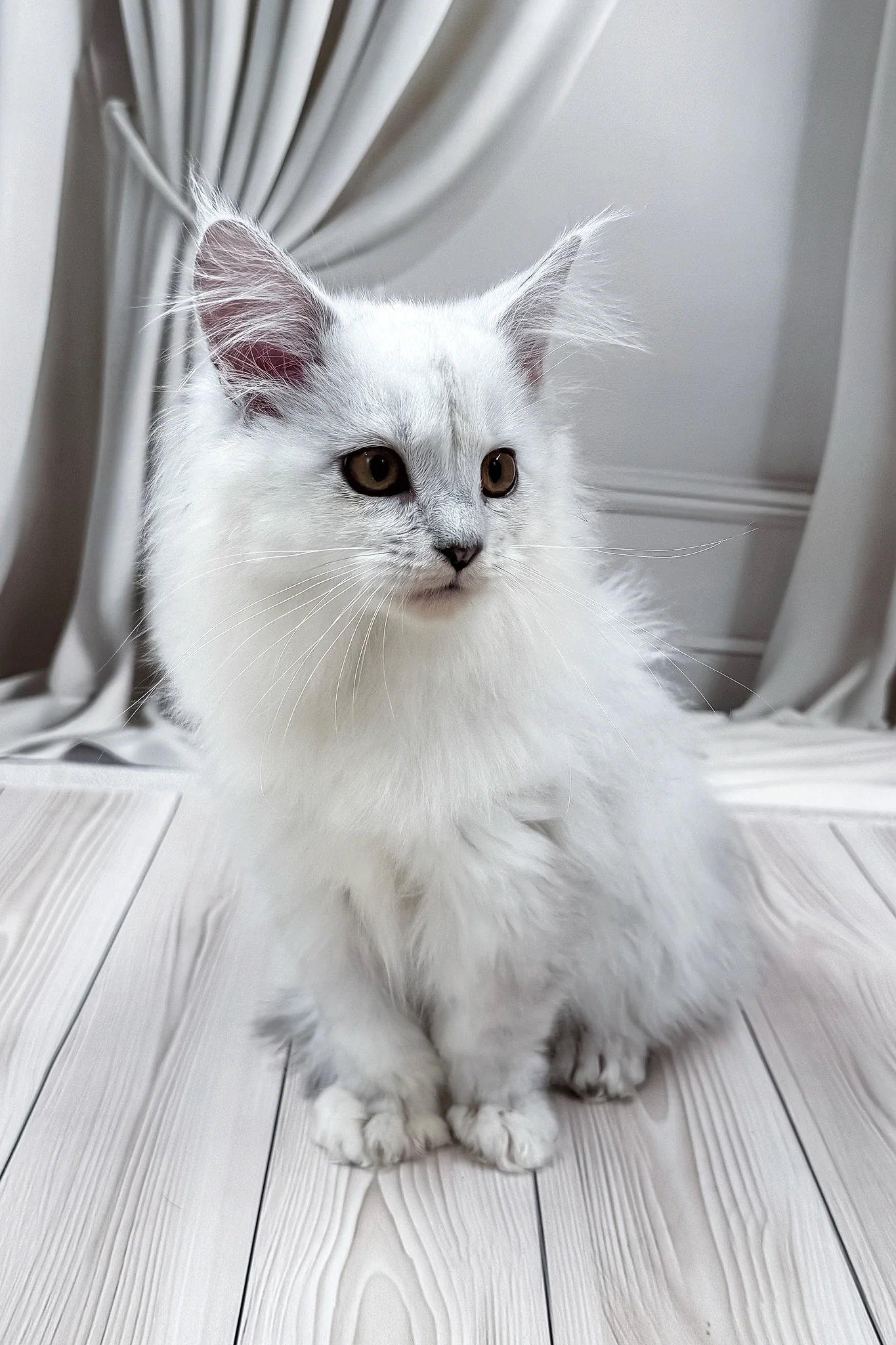Ambasador | Polydactyl Maine Coon Kitten - Image 5