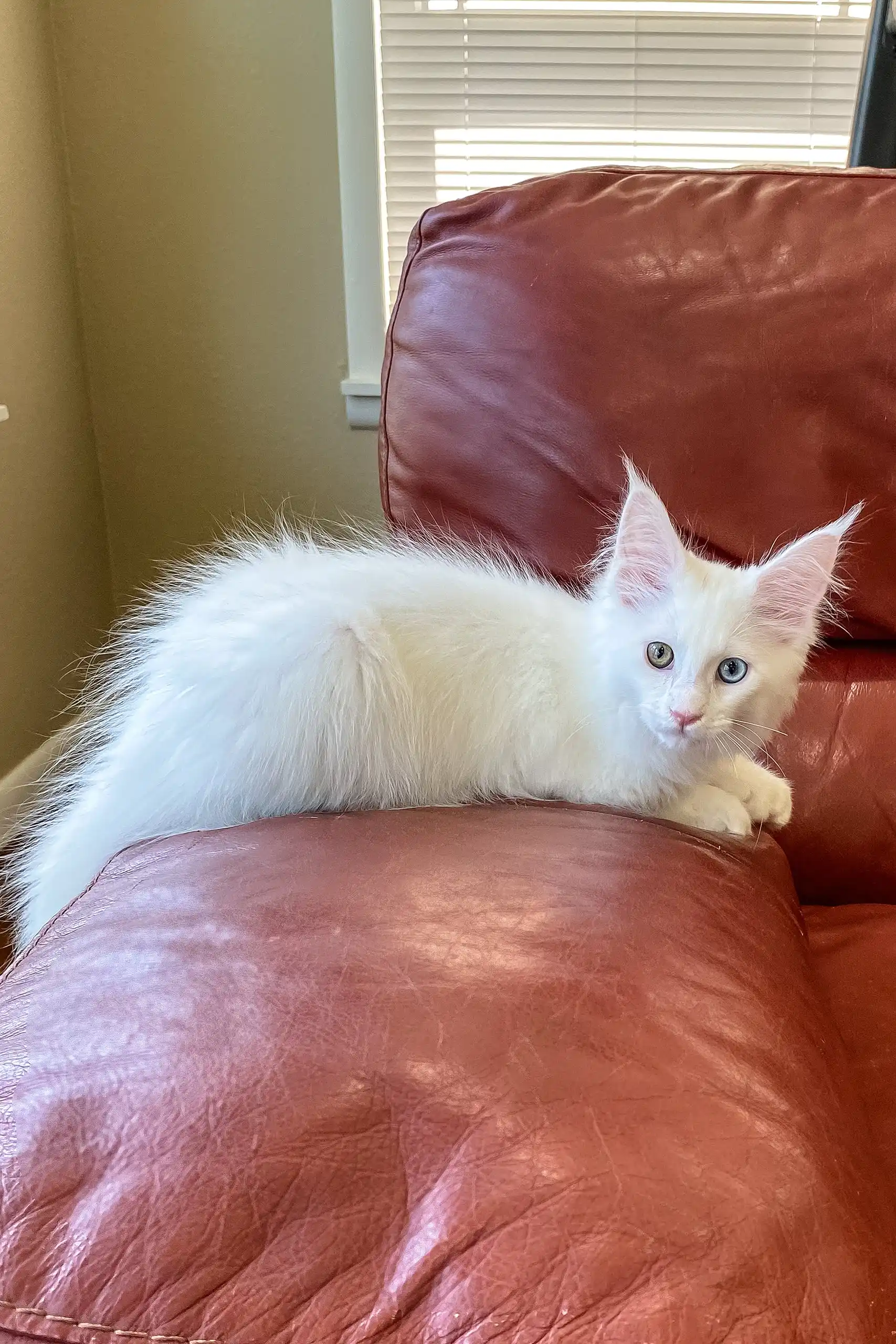 Barnabas | Polydactyl Maine Coon - Image 7