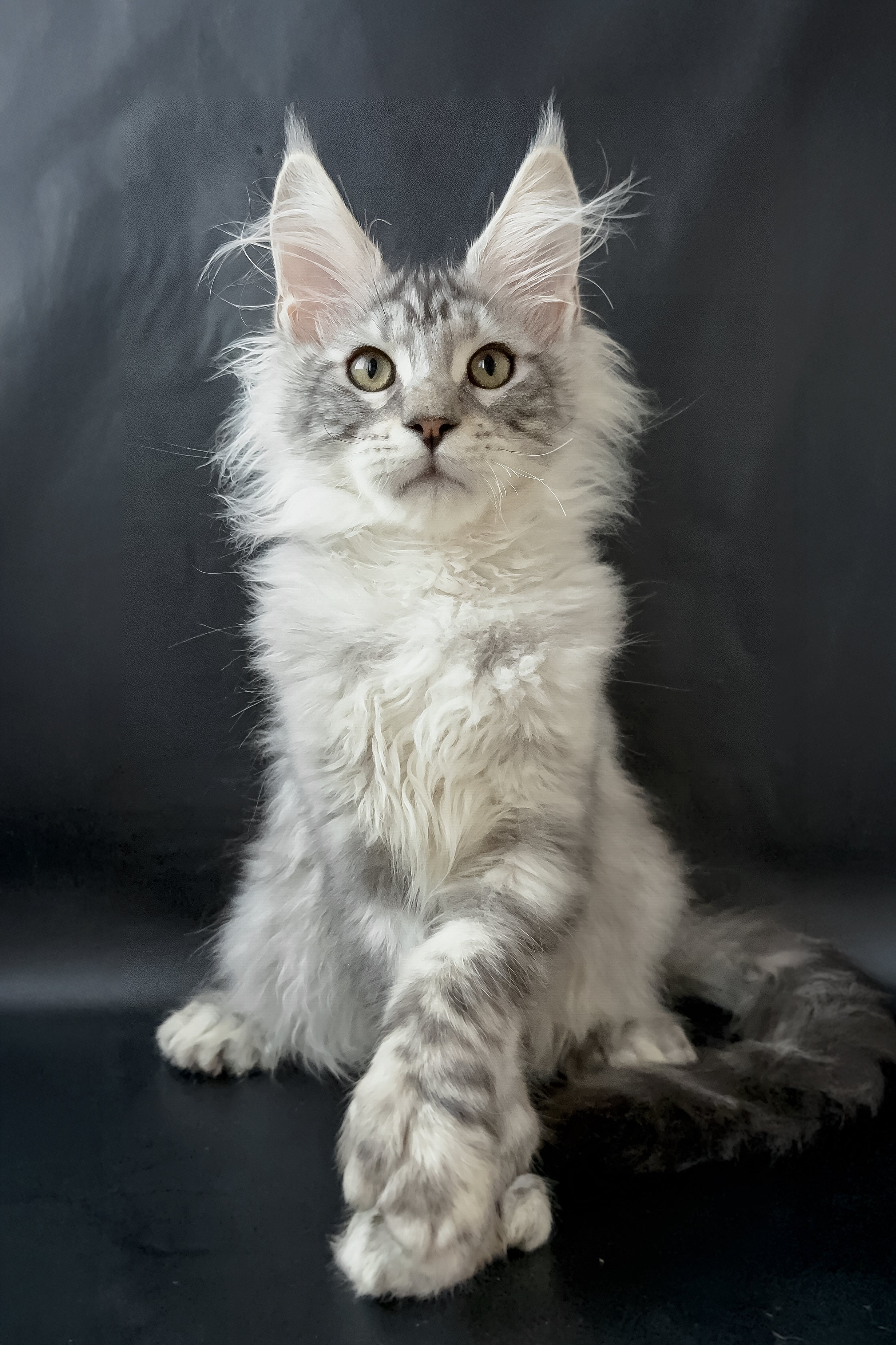 Drago | Polydactyl Maine Coon Kitten - Image 2