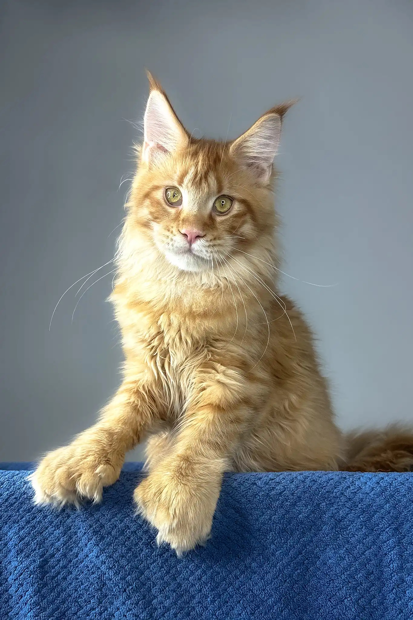 Duncan | Polydactyl Maine Coon Kitten - Image 4