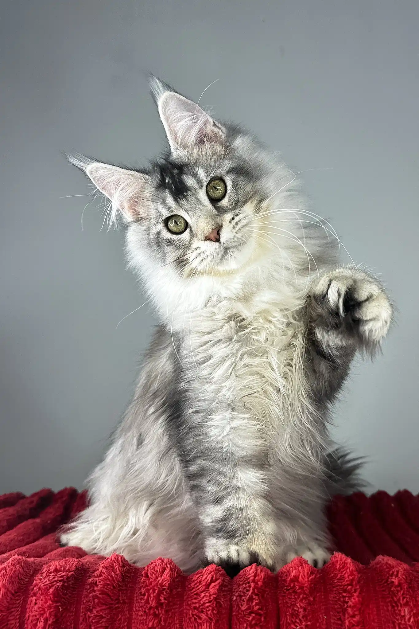 Earl Grey | Polydactyl Maine Coon Kitten - Image 5