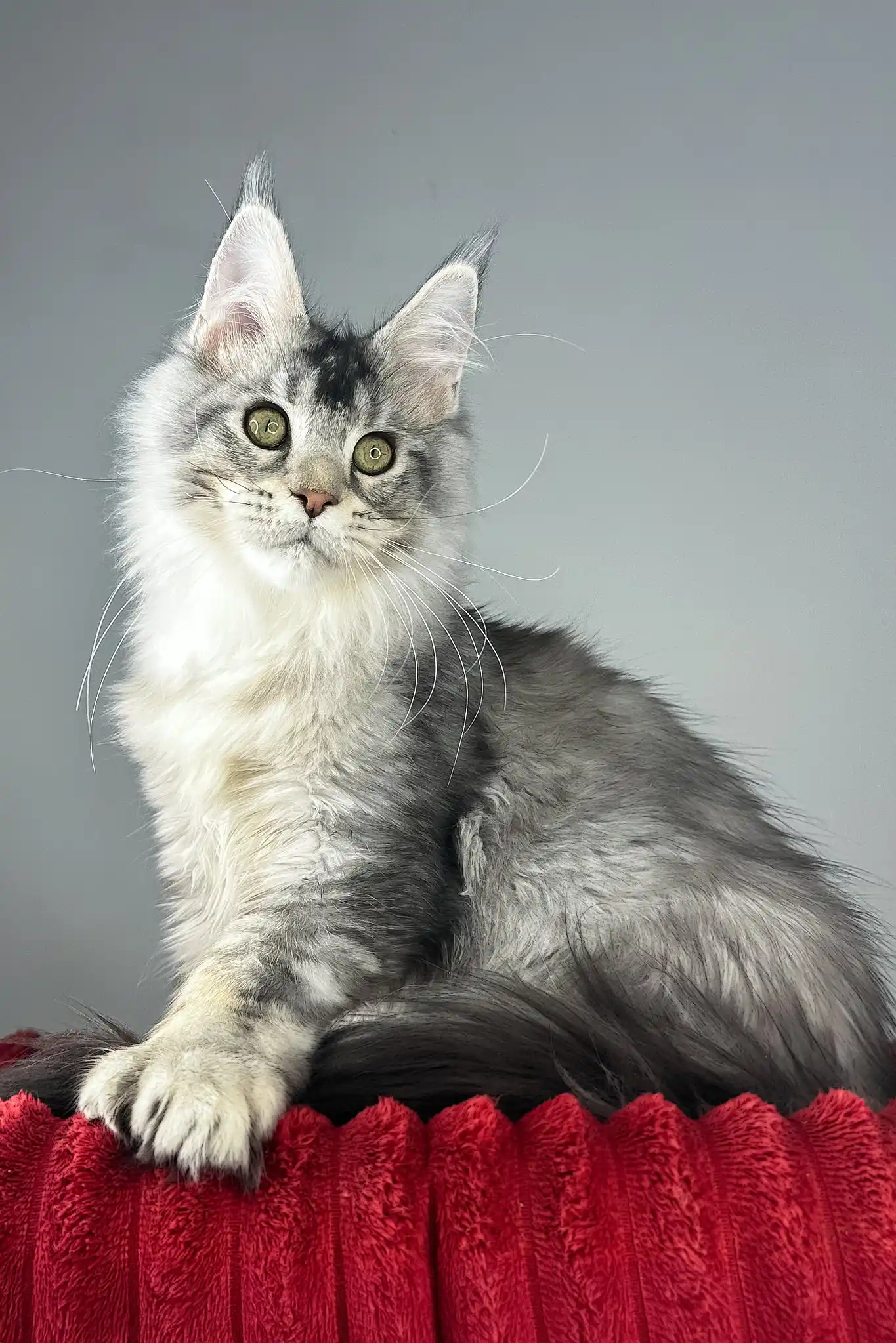 Earl Grey | Polydactyl Maine Coon Kitten - Image 9