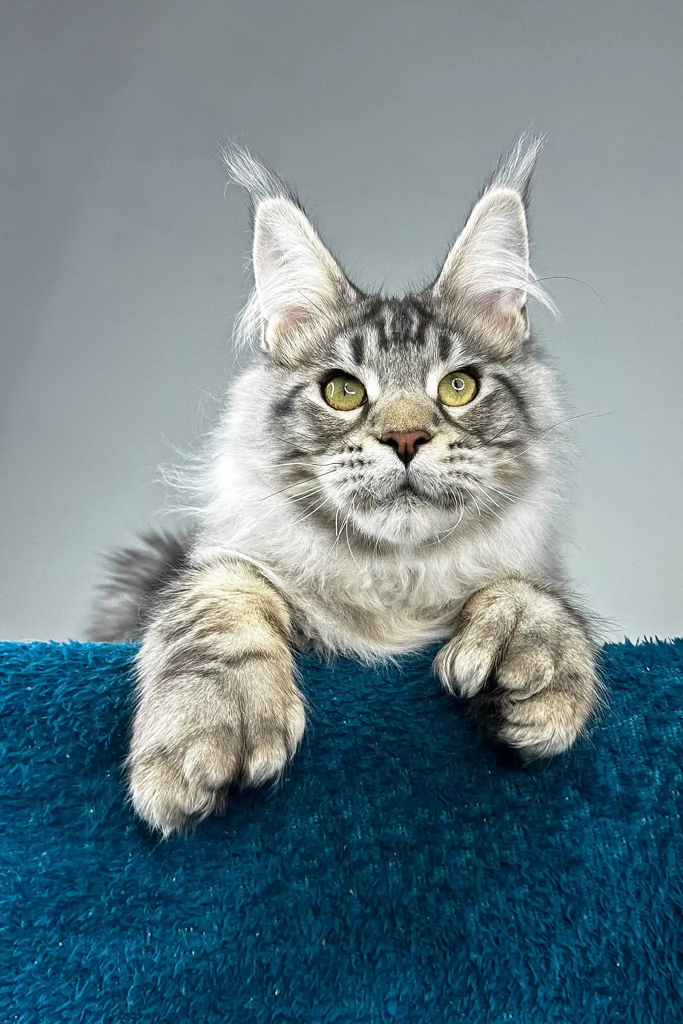 Everest | Polydactyl Maine Coon Kitten - Image 4