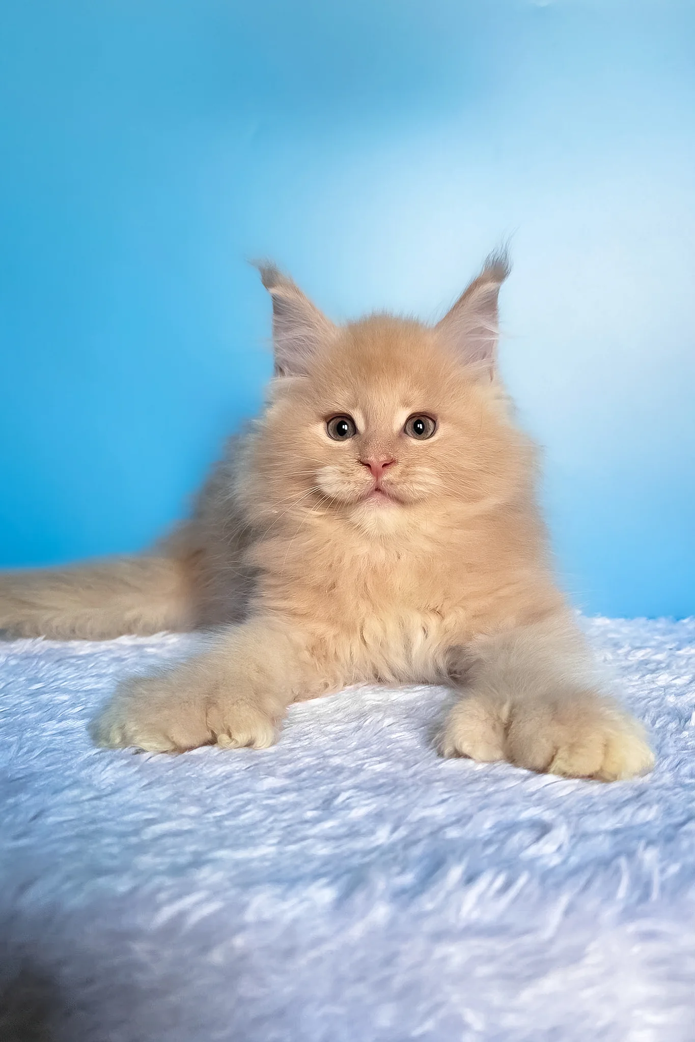 Favorit | Polydactyl Maine Coon Kitten - Image 4