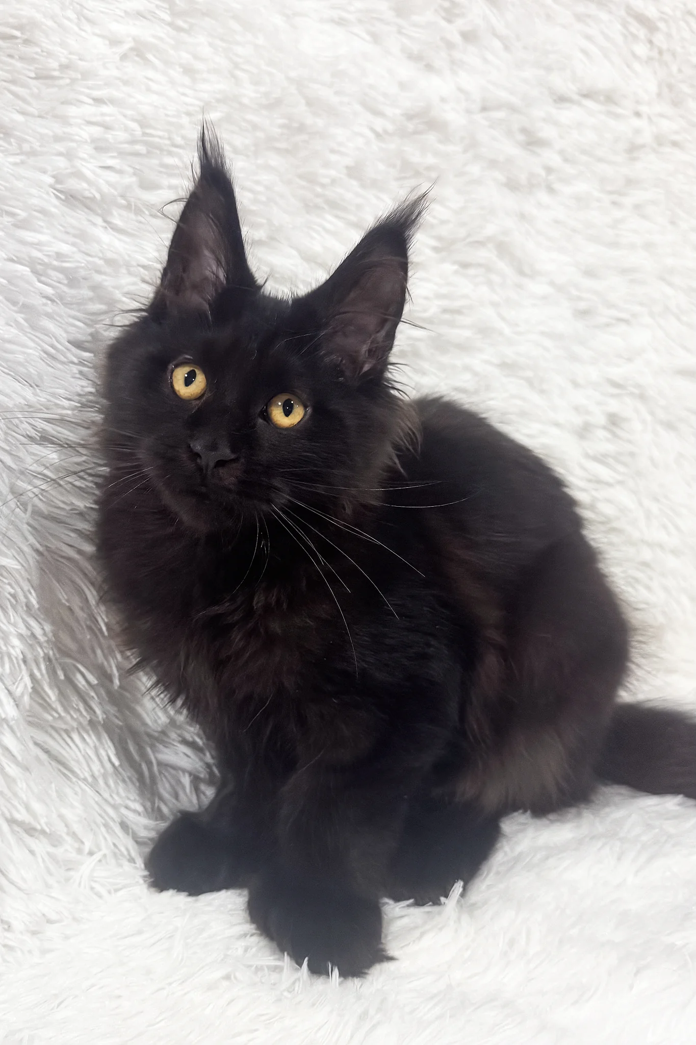Garry | Polydactyl Maine Coon Kitten - Image 3