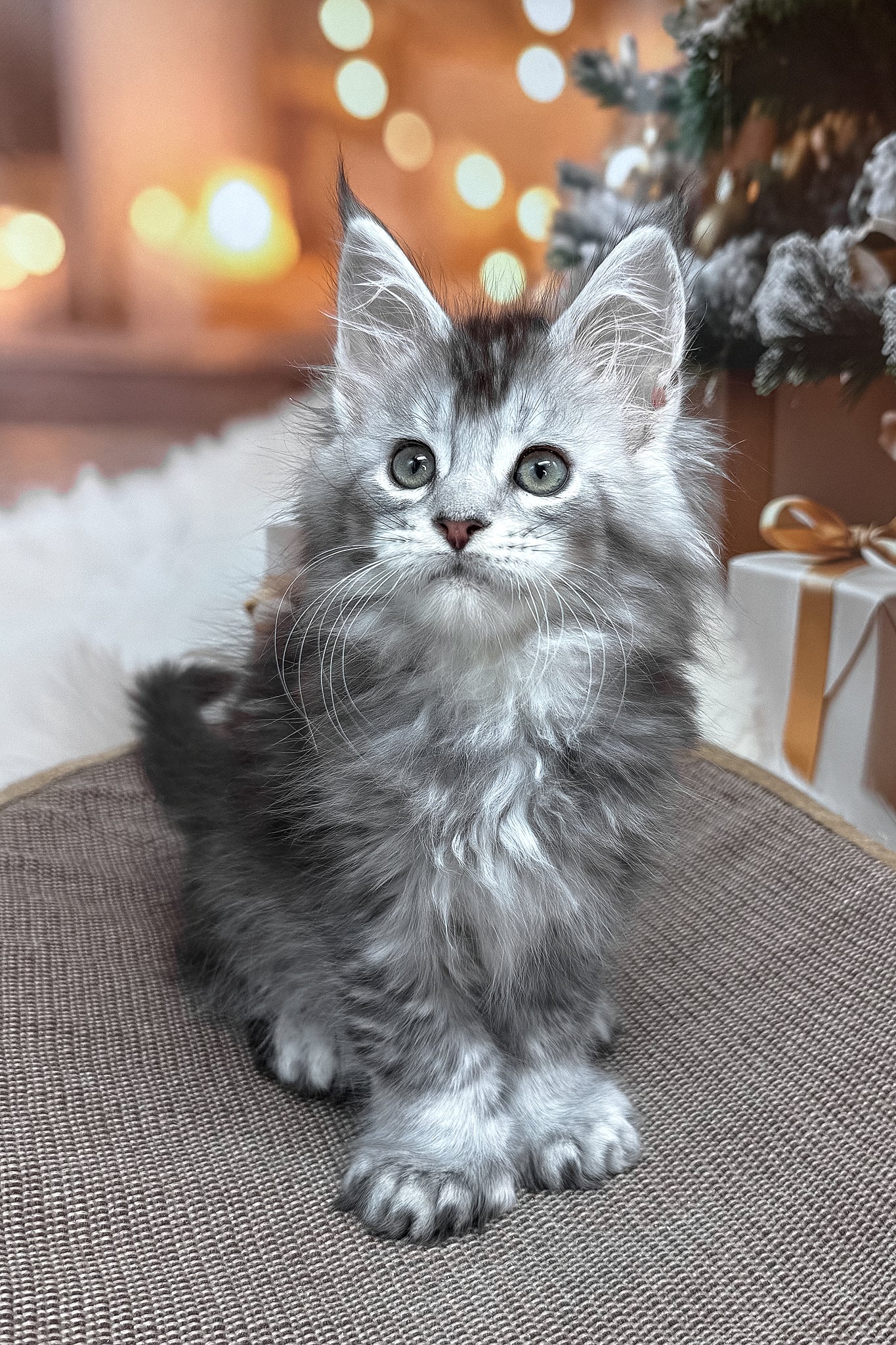 Hermes | Polydactyl Maine Coon Kitten - Image 8