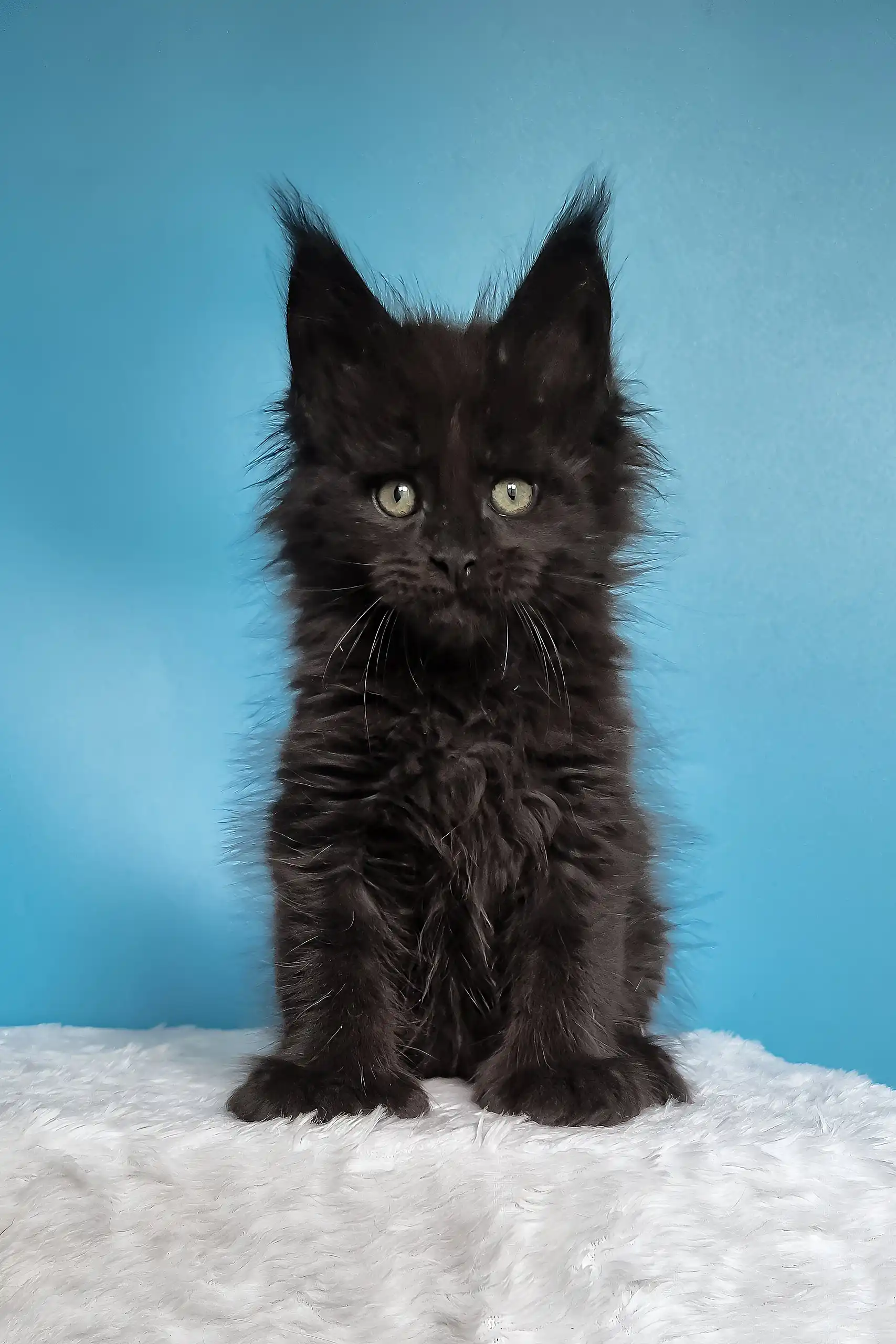 Joni | Polydactyl Maine Coon Kitten - Image 9