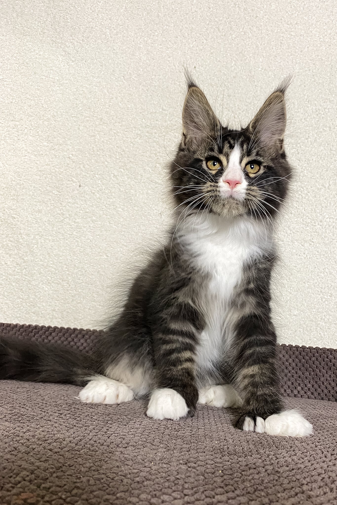 Kaiser | Polydactyl Maine Coon Kitten - Image 9