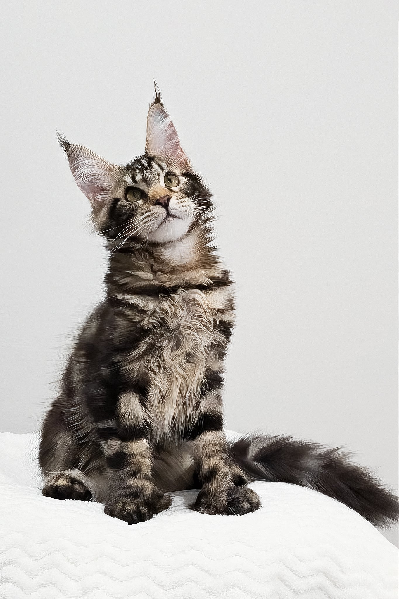 Kringle | Polydactyl Maine Coon Kitten - Image 2