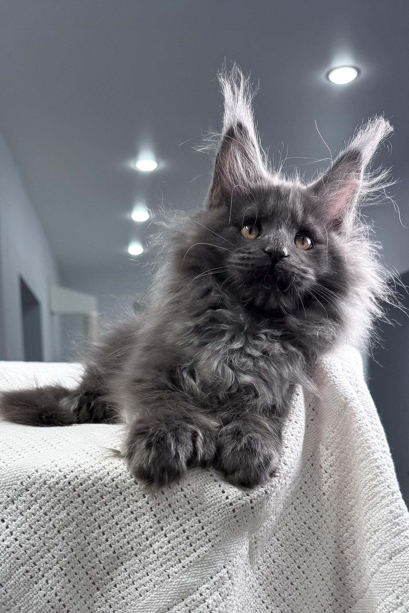 Landino | Polydactyl Maine Coon Kitten - Image 5