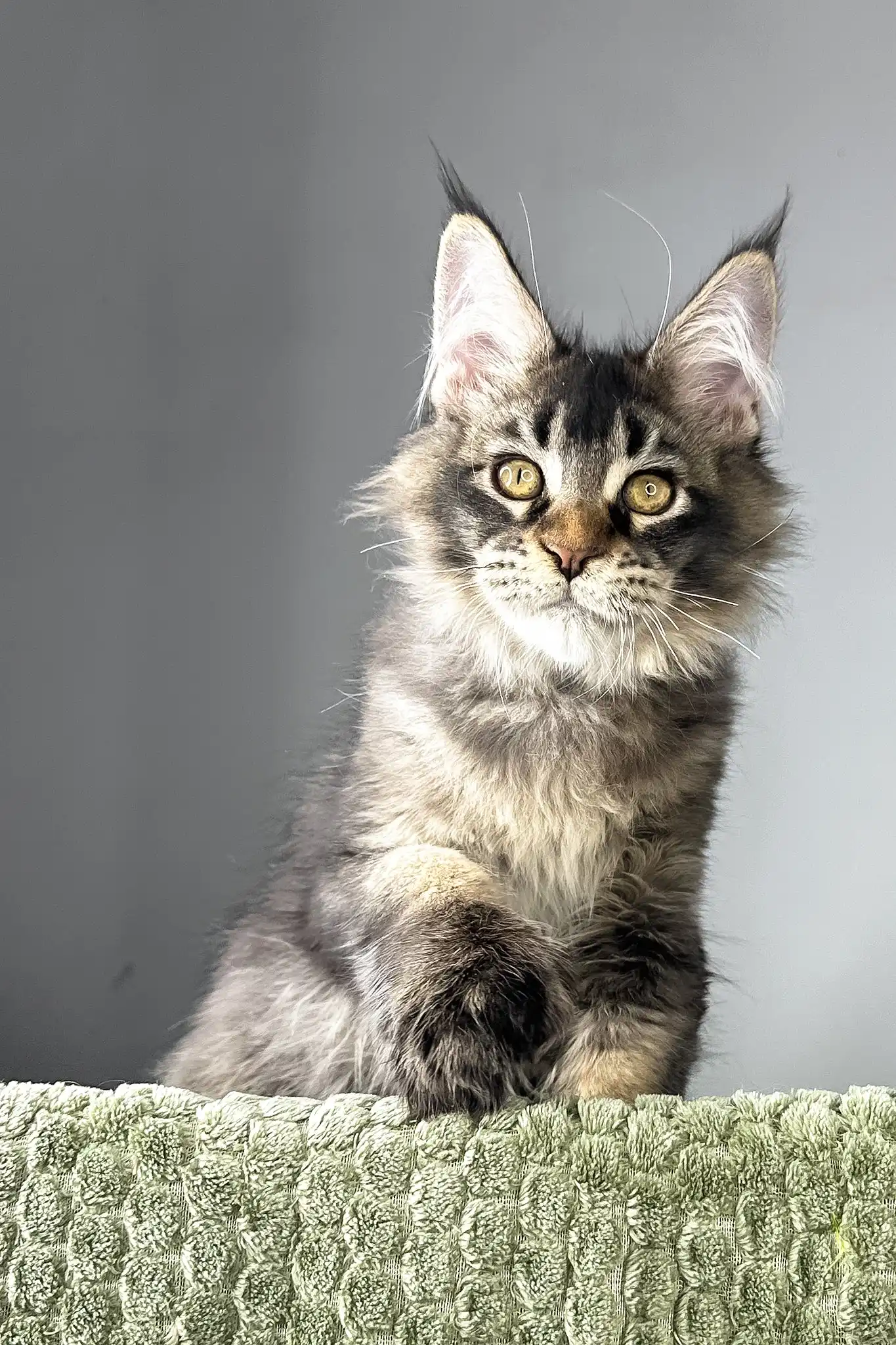 Maestro | Polydactyl Maine Coon Kitten - Image 10