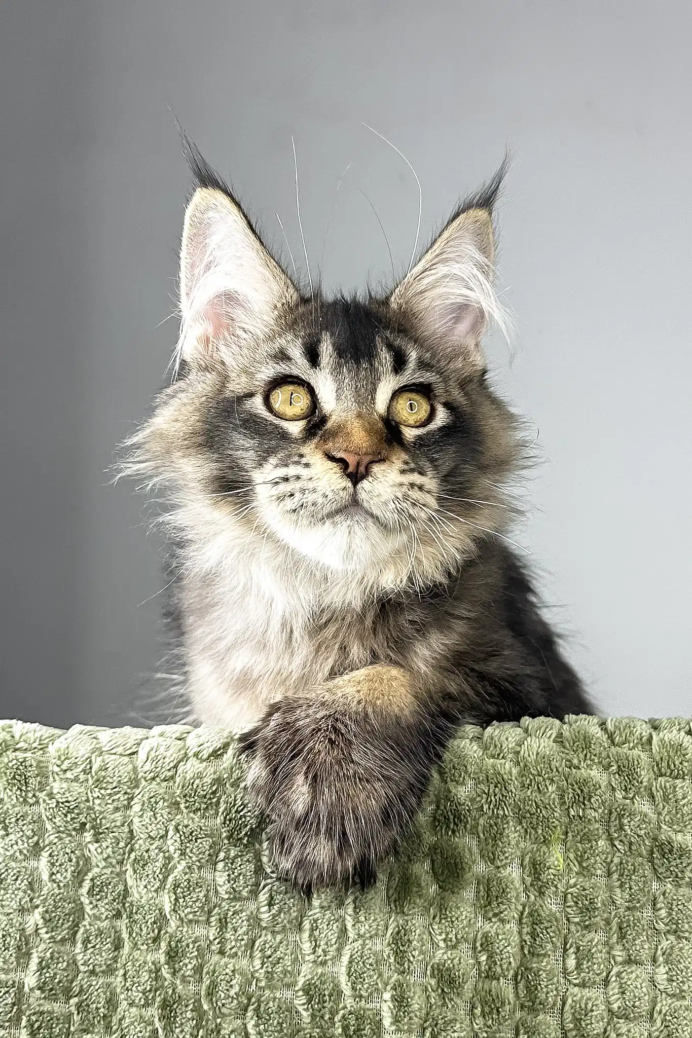 Maestro | Polydactyl Maine Coon Kitten - Image 6
