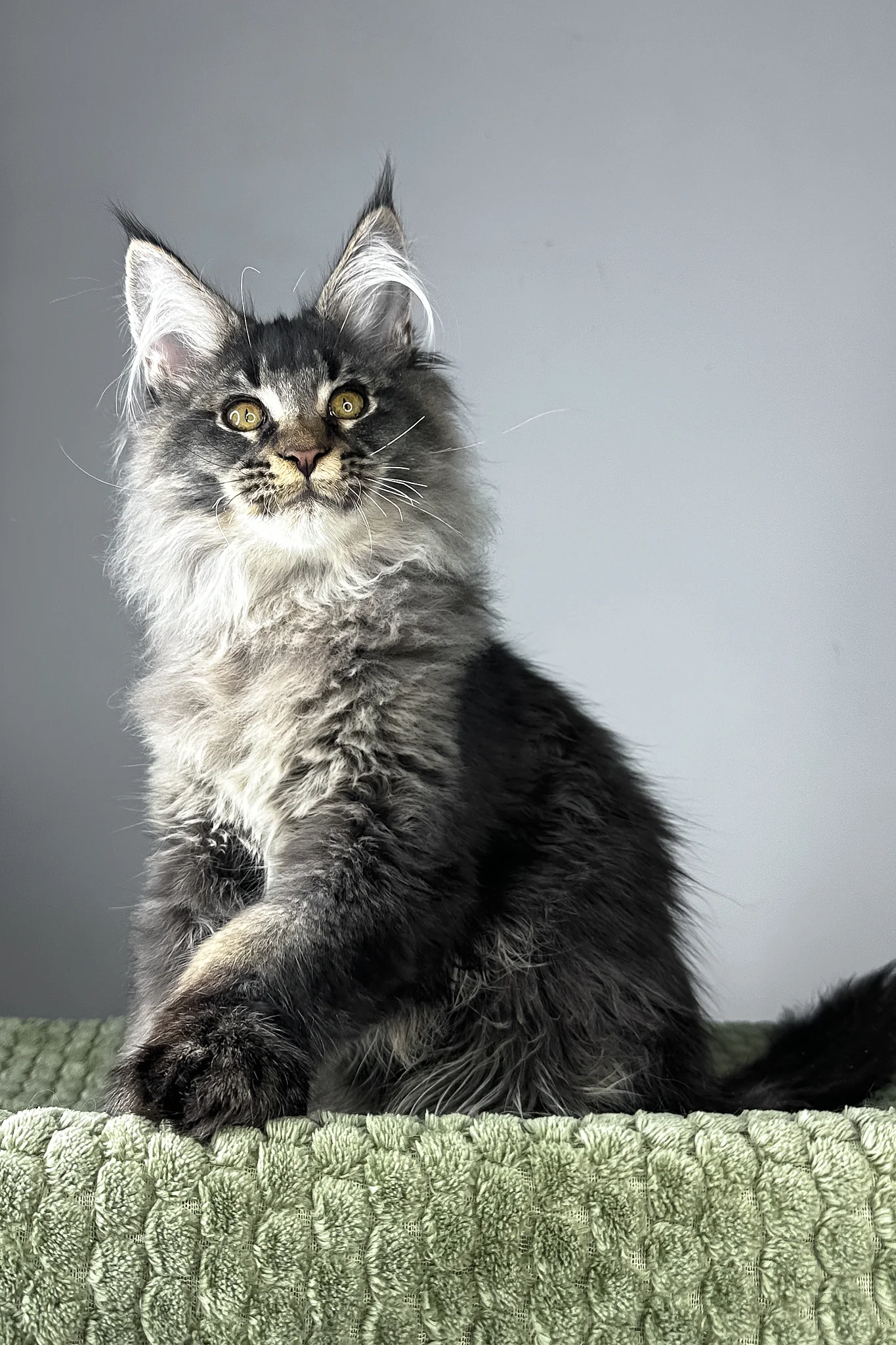 Mark | Polydactyl Maine Coon Kitten - Image 4