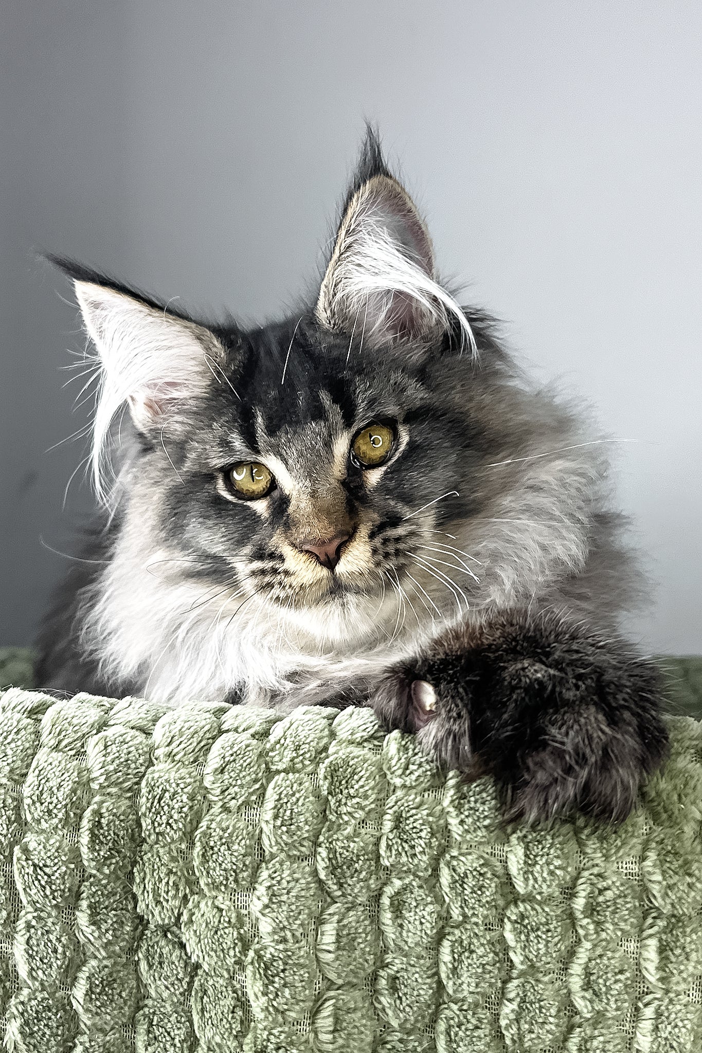 Mark | Polydactyl Maine Coon Kitten - Image 5