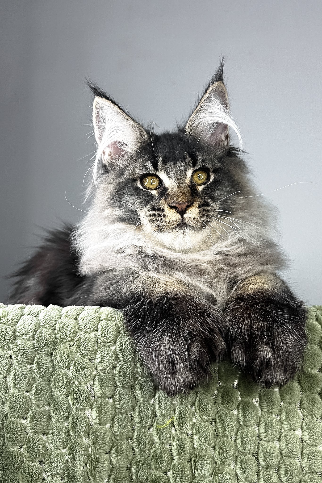 Mark | Polydactyl Maine Coon Kitten - Image 7