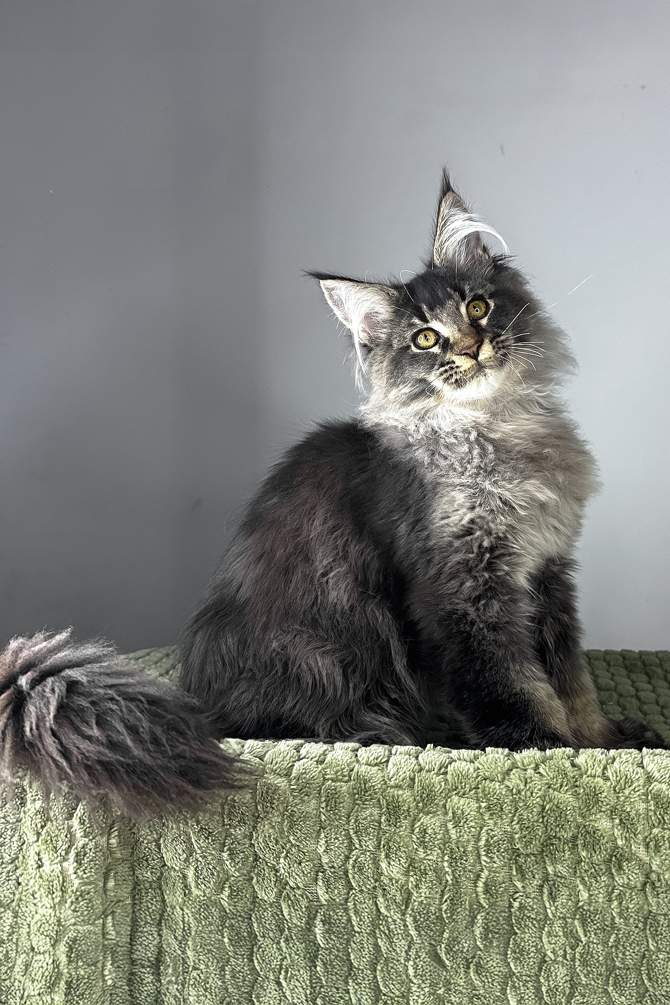 Mark | Polydactyl Maine Coon Kitten - Image 9
