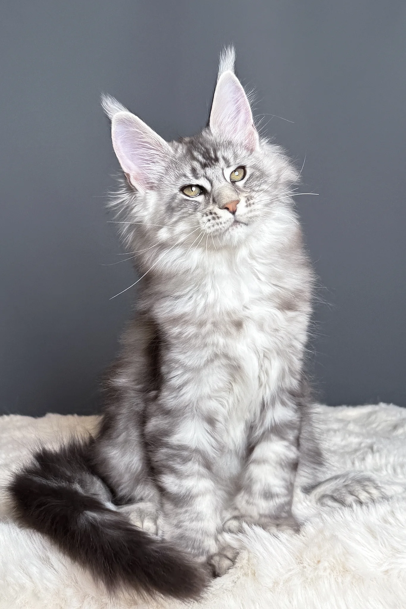 Maximus | Polydactyl Maine Coon Kitten - Image 4