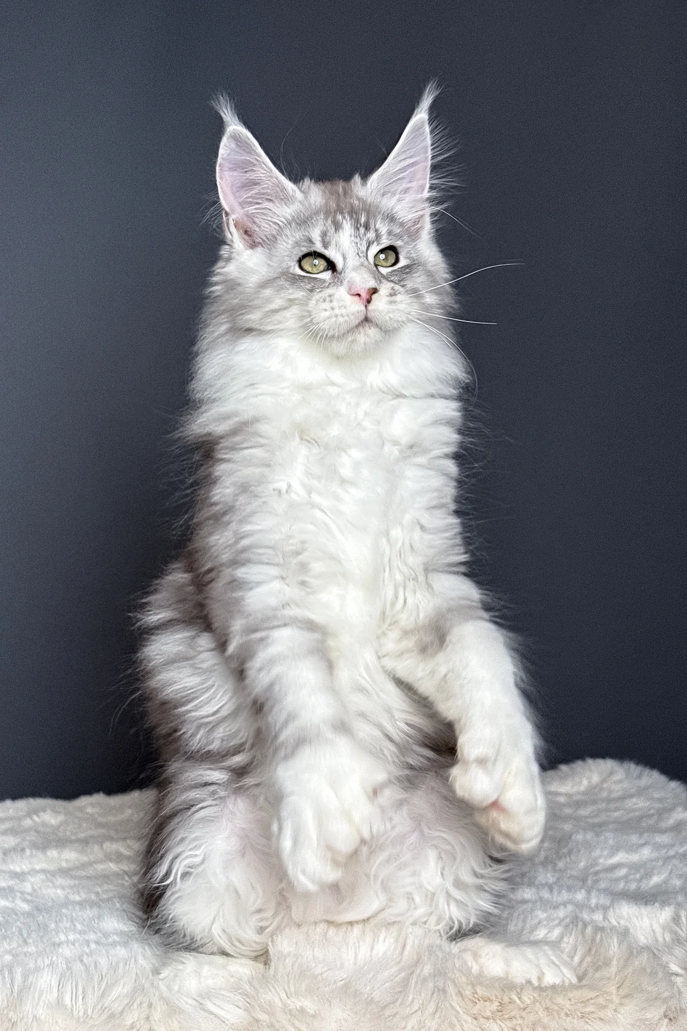 Milo | Polydactyl Maine Coon Kitten - Image 12