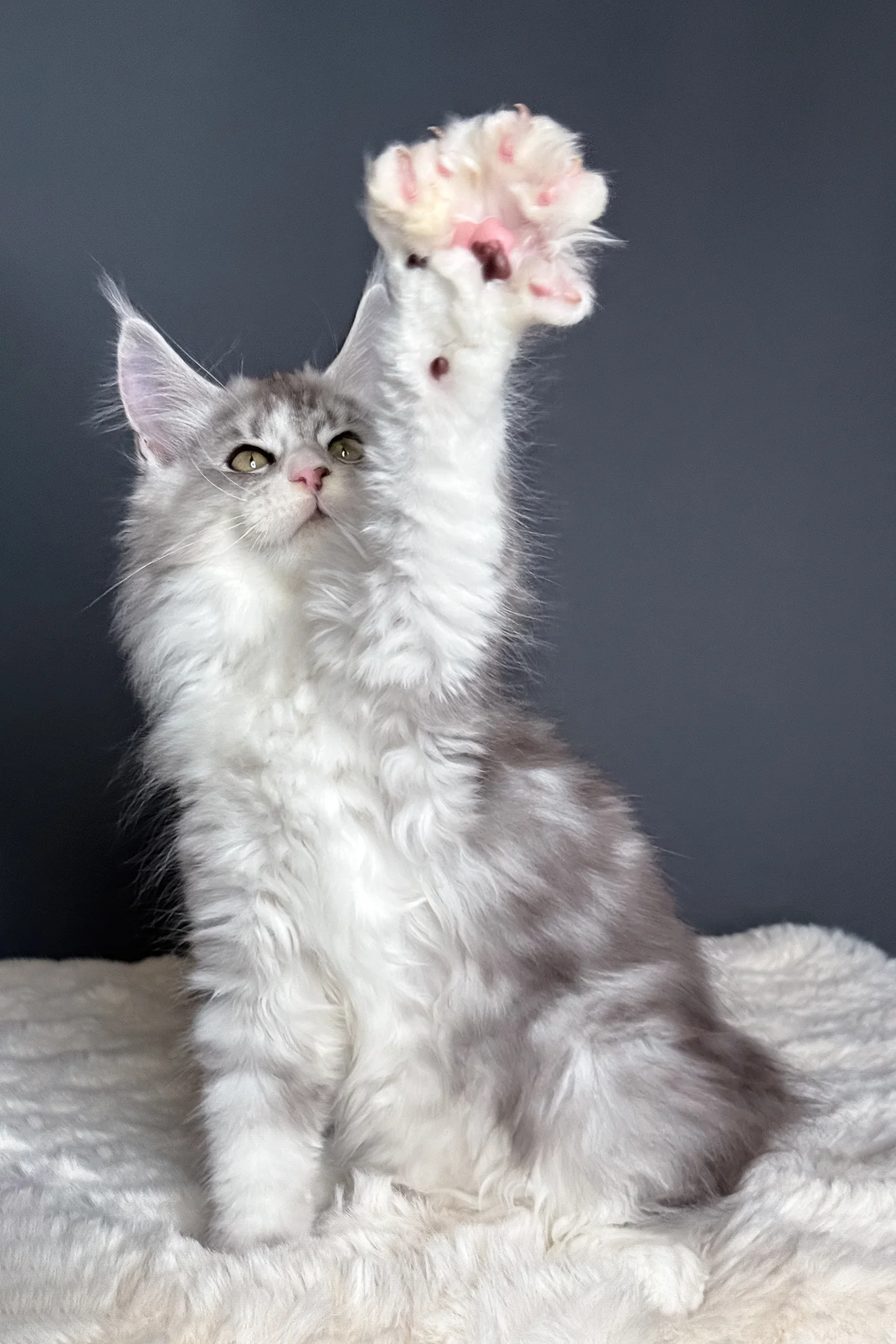 Milo | Polydactyl Maine Coon Kitten - Image 14