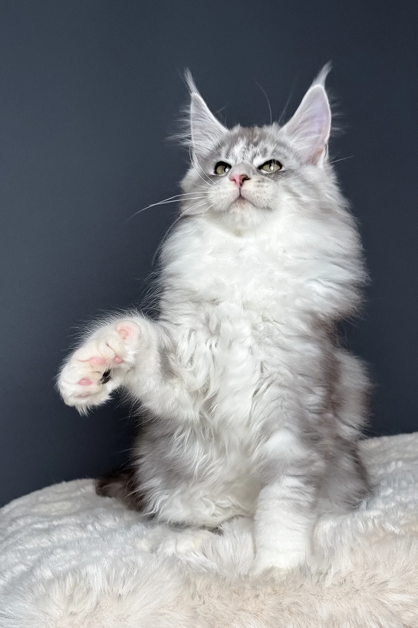 Milo | Polydactyl Maine Coon Kitten - Image 9