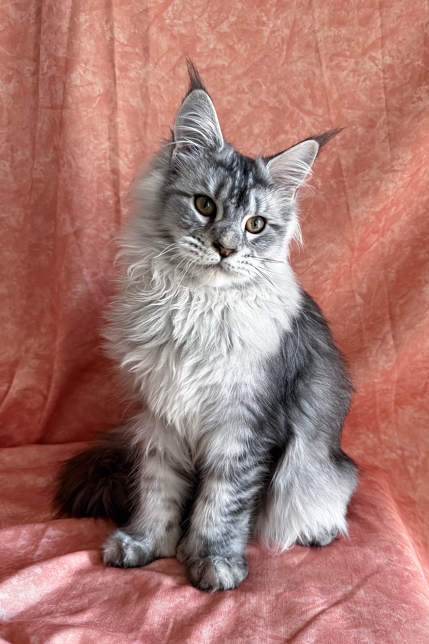 Nafaniel | Polydactyl Maine Coon Kitten - Image 10