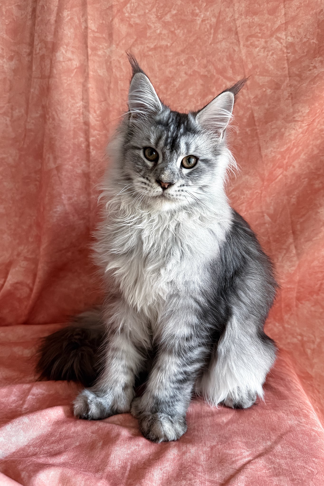 Nafaniel | Polydactyl Maine Coon Kitten - Image 2