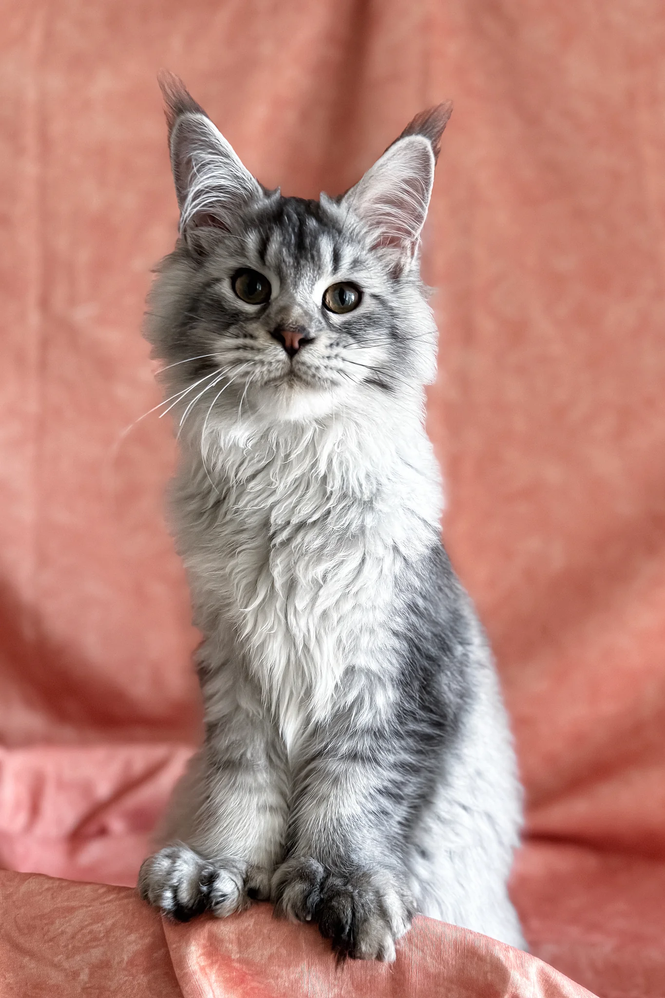 Orvel | Polydactyl Maine Coon Kitten - Image 6