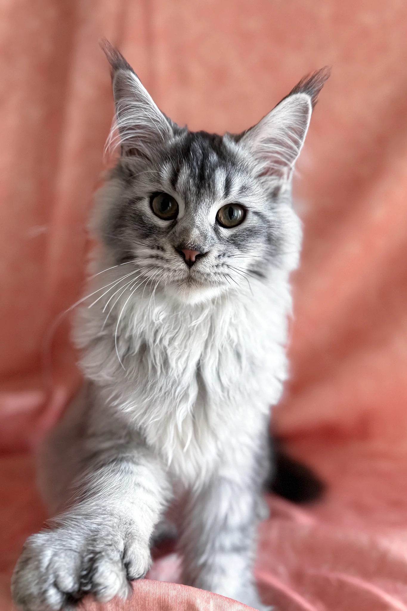 Orvel | Polydactyl Maine Coon Kitten - Image 7