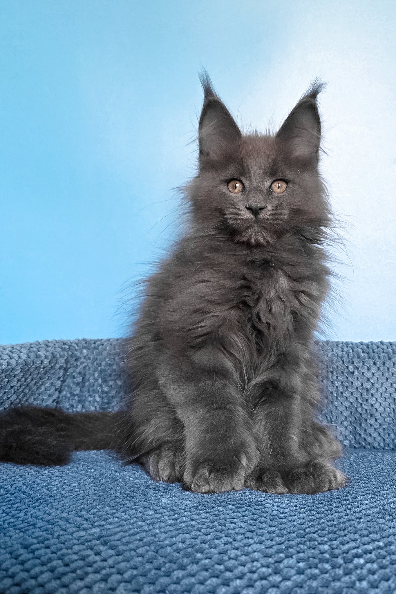 Pamir | Polydactyl Maine Coon Kitten - Image 3