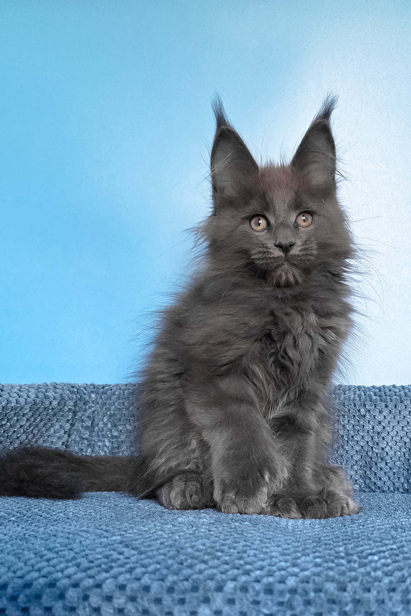 Pamir | Polydactyl Maine Coon Kitten - Image 8