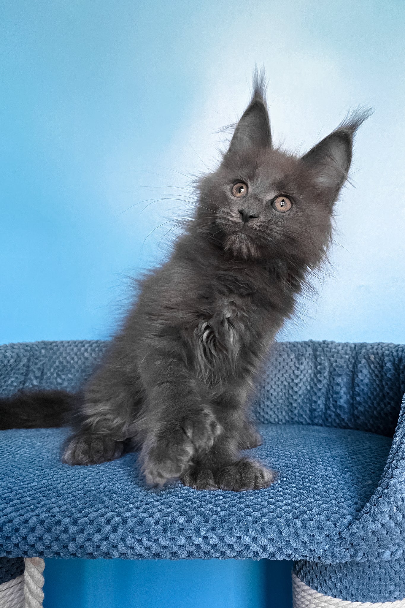 Pamir | Polydactyl Maine Coon Kitten - Image 9