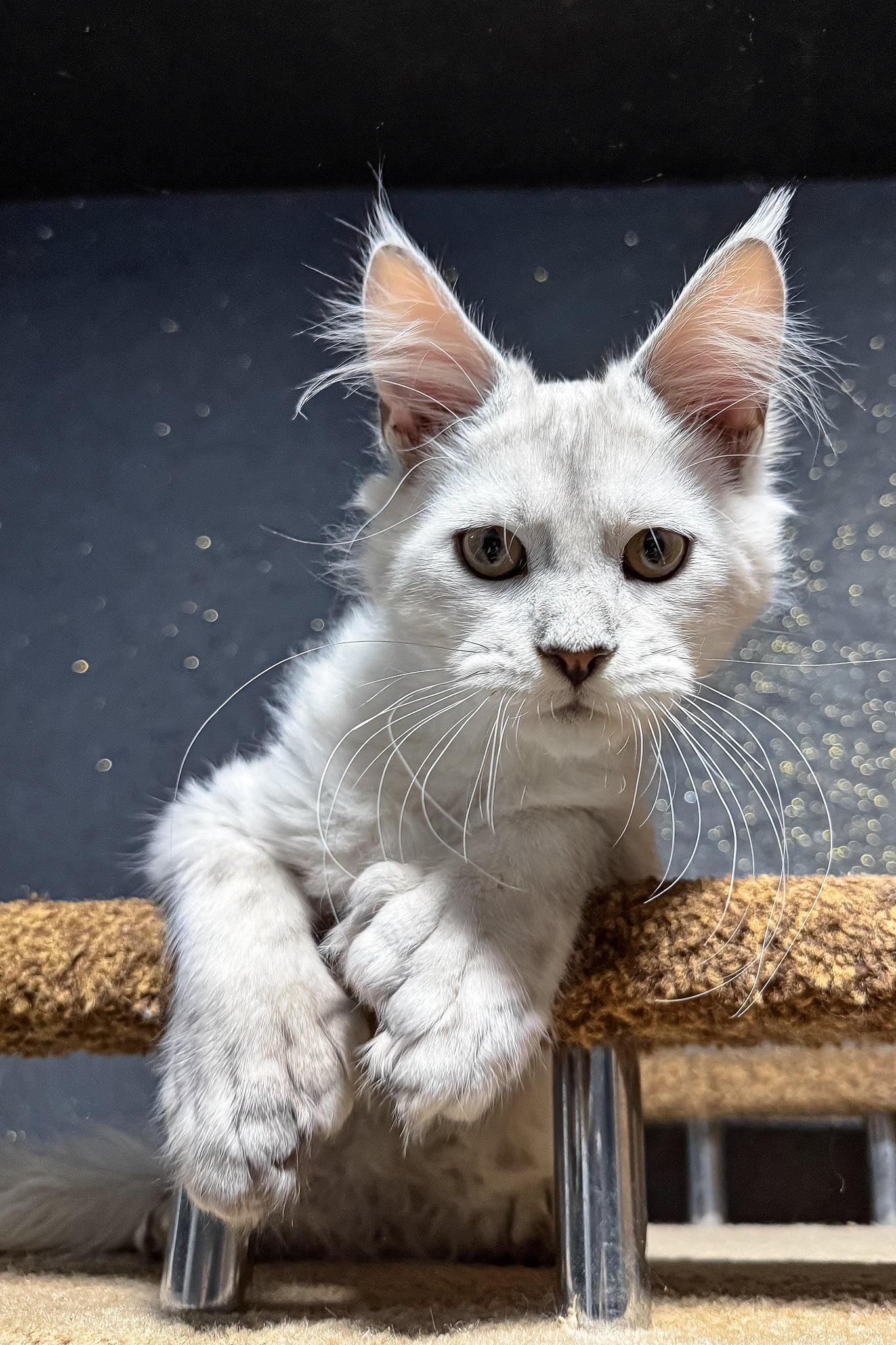 Pepe | Polydactyl Maine Coon Kitten - Image 11