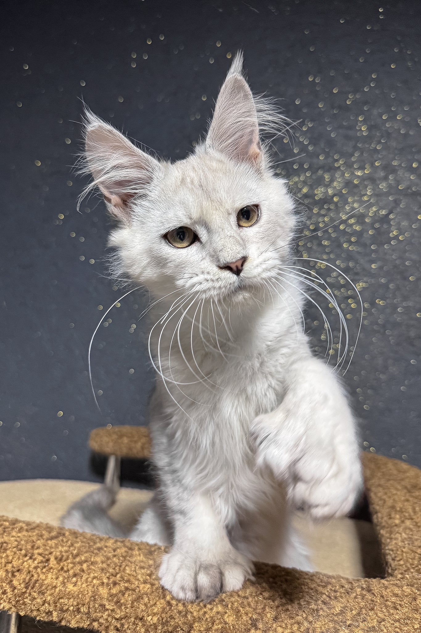 Pepe | Polydactyl Maine Coon Kitten - Image 3