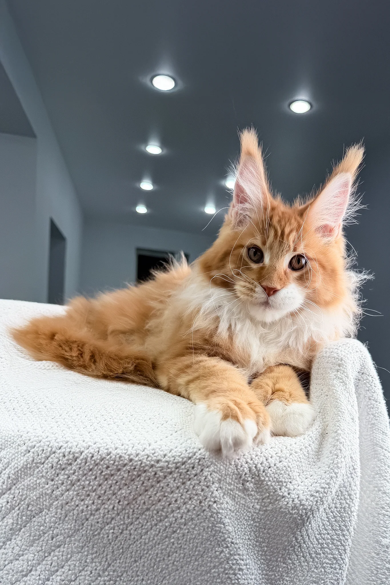 Romeo | Polydactyl Maine Coon Kitten - Image 4