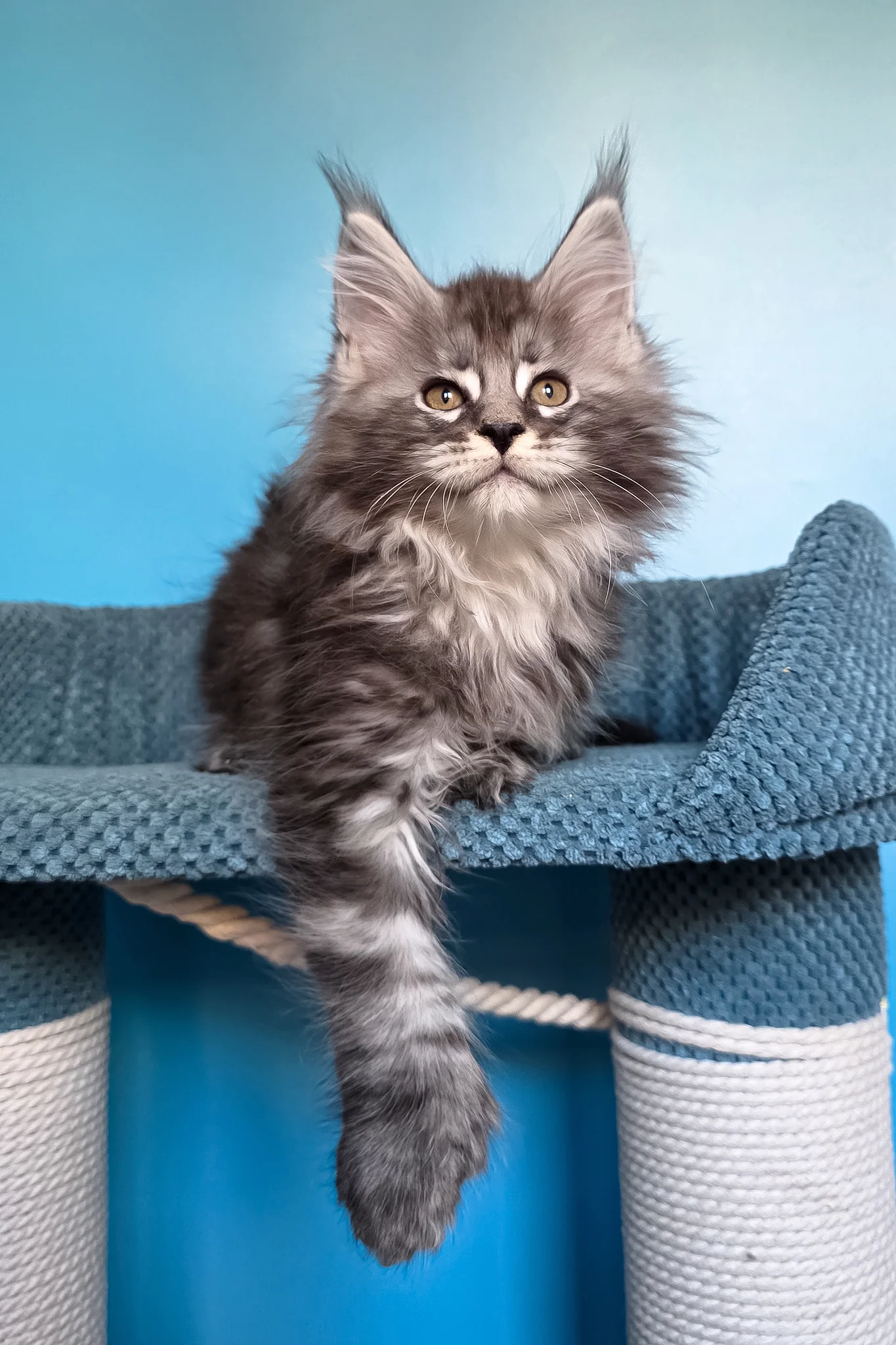 Samson | Polydactyl Maine Coon Kitten - Image 7